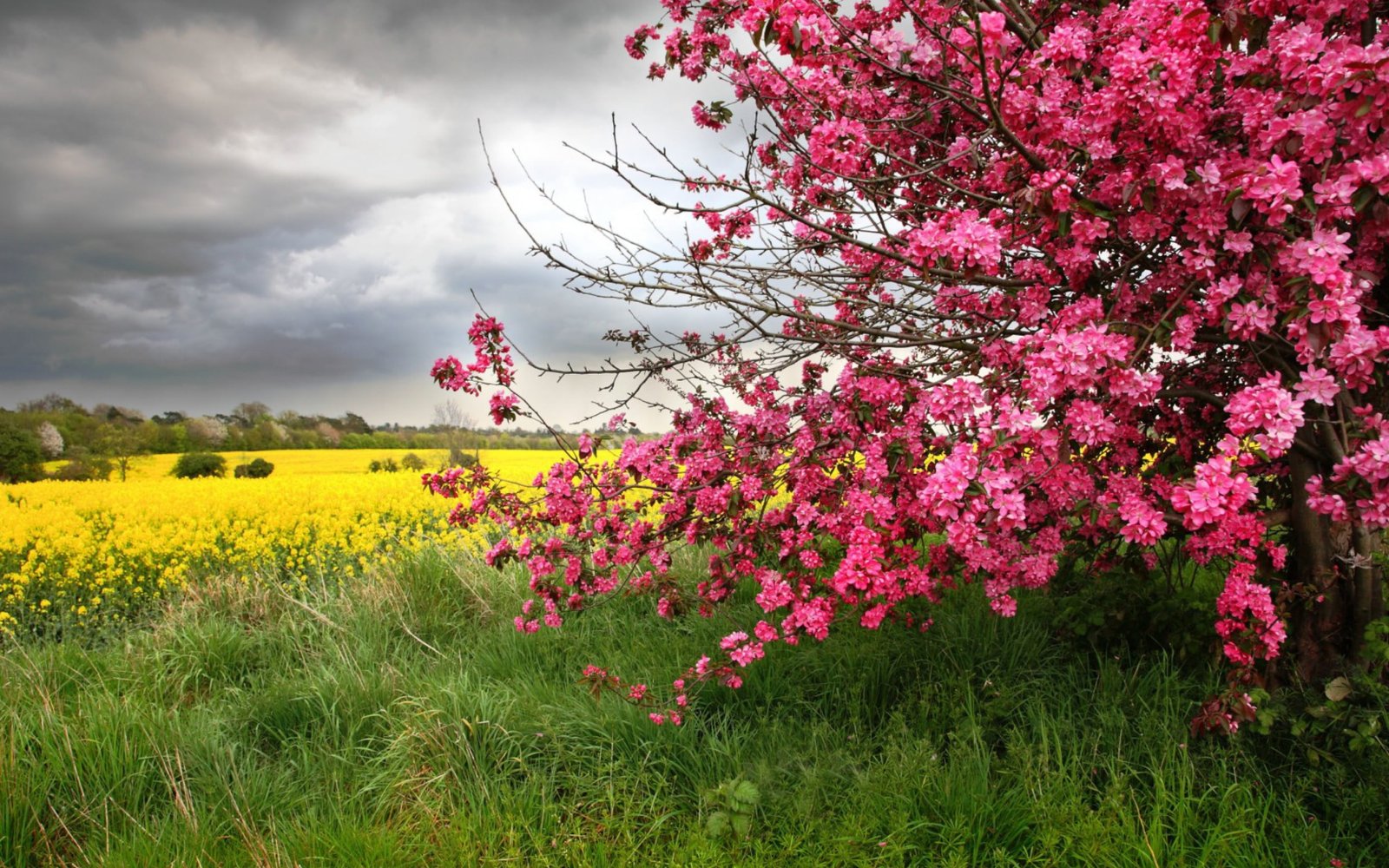 yellow flowers pink spring trees Nature landscape season 2k