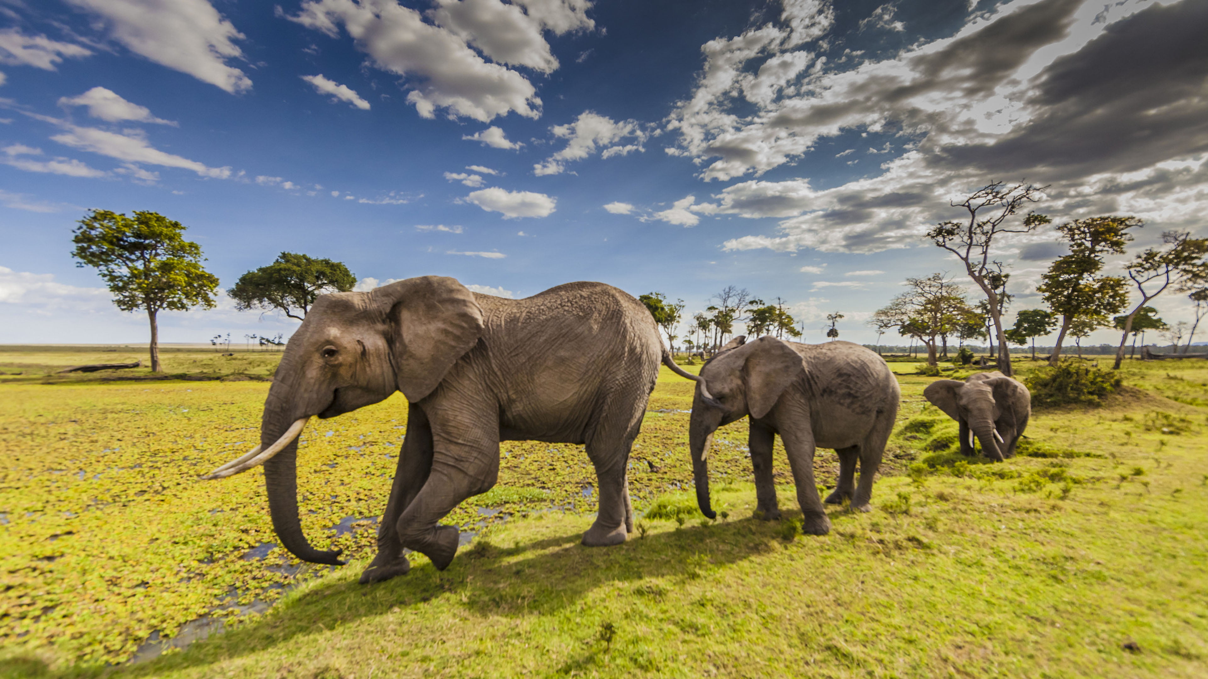 Animals Elephants In Maasai Mara County Park Kenya Desktop Hd Wallpapers For Mobile Phones And Computer 2k 4k