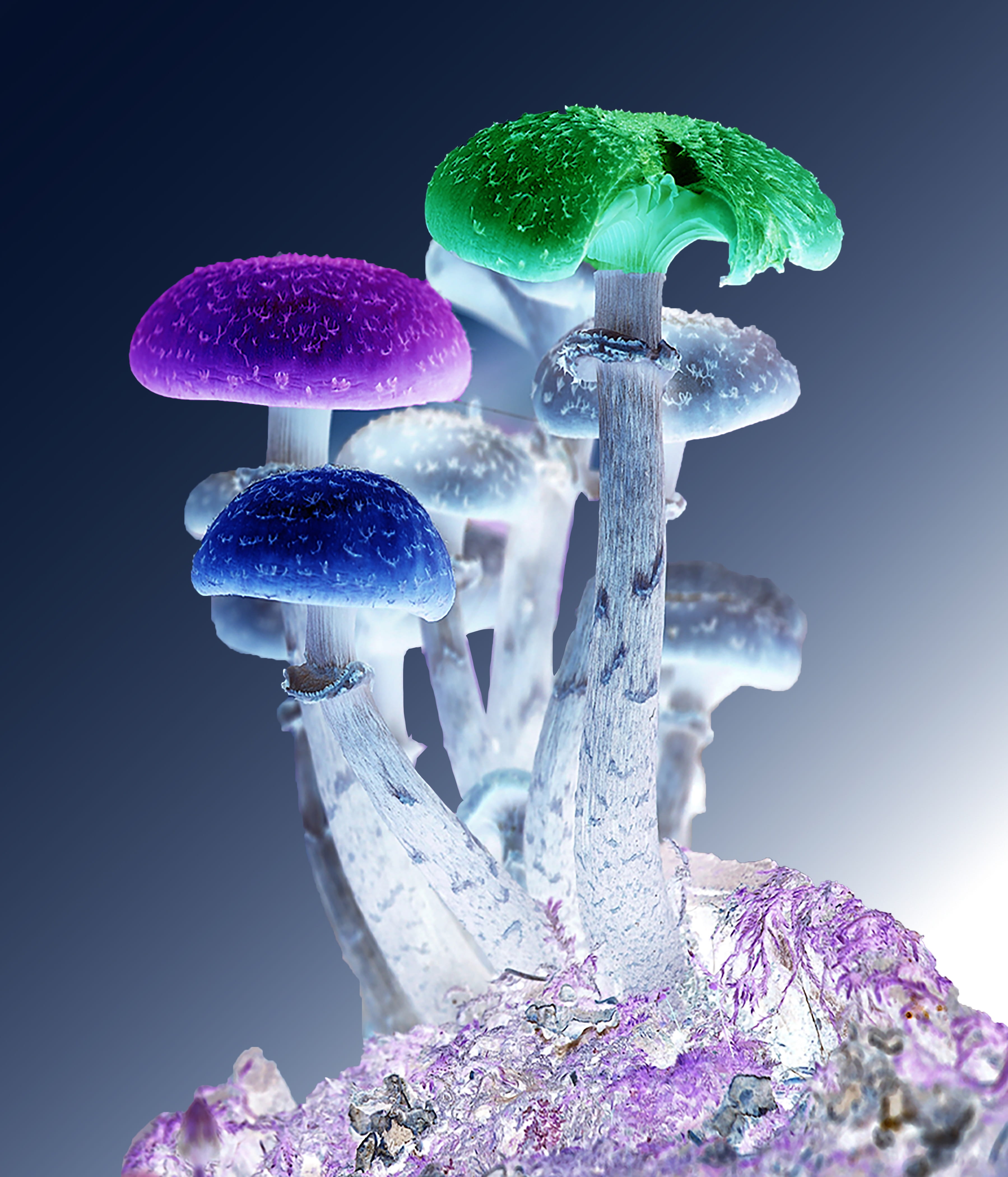 assorted color mushroom photoshop mushrooms psychedelic nature 2k 4k