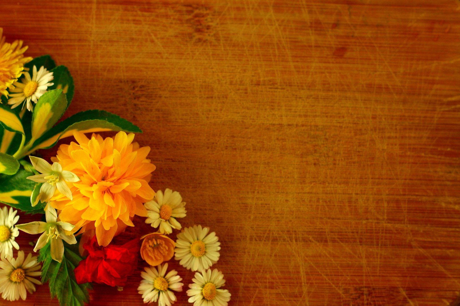 assorted color petaled flower on brown wooden panel flowers 2k 4k