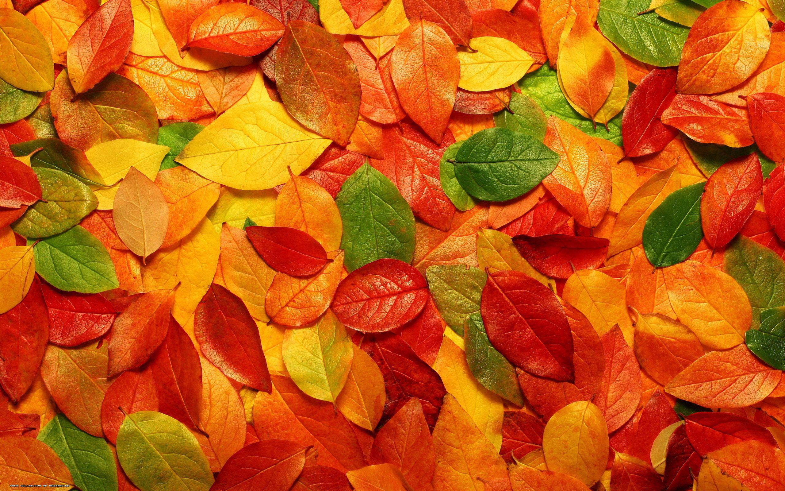 Autumn Leaves Background red orange yellow and green leaves 2k