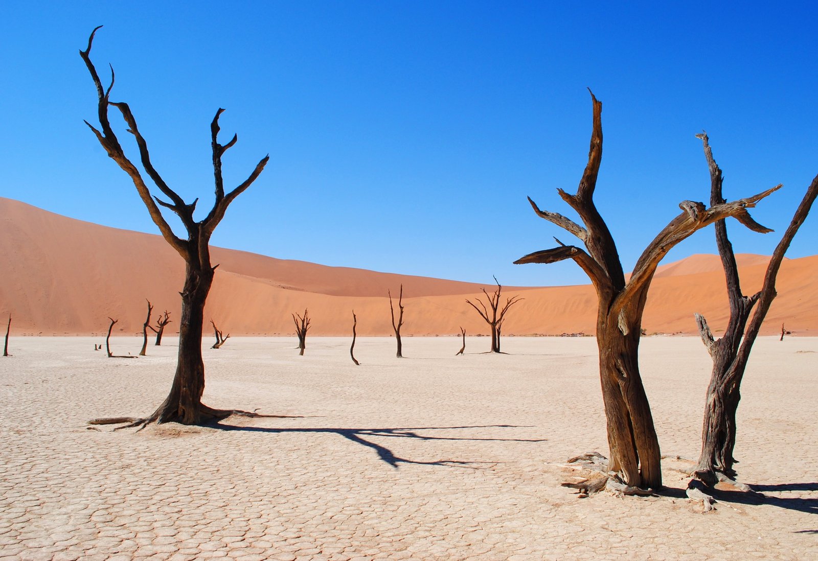 bare trees deadvlei namibia africa desert drought dead vlei 2k 4k