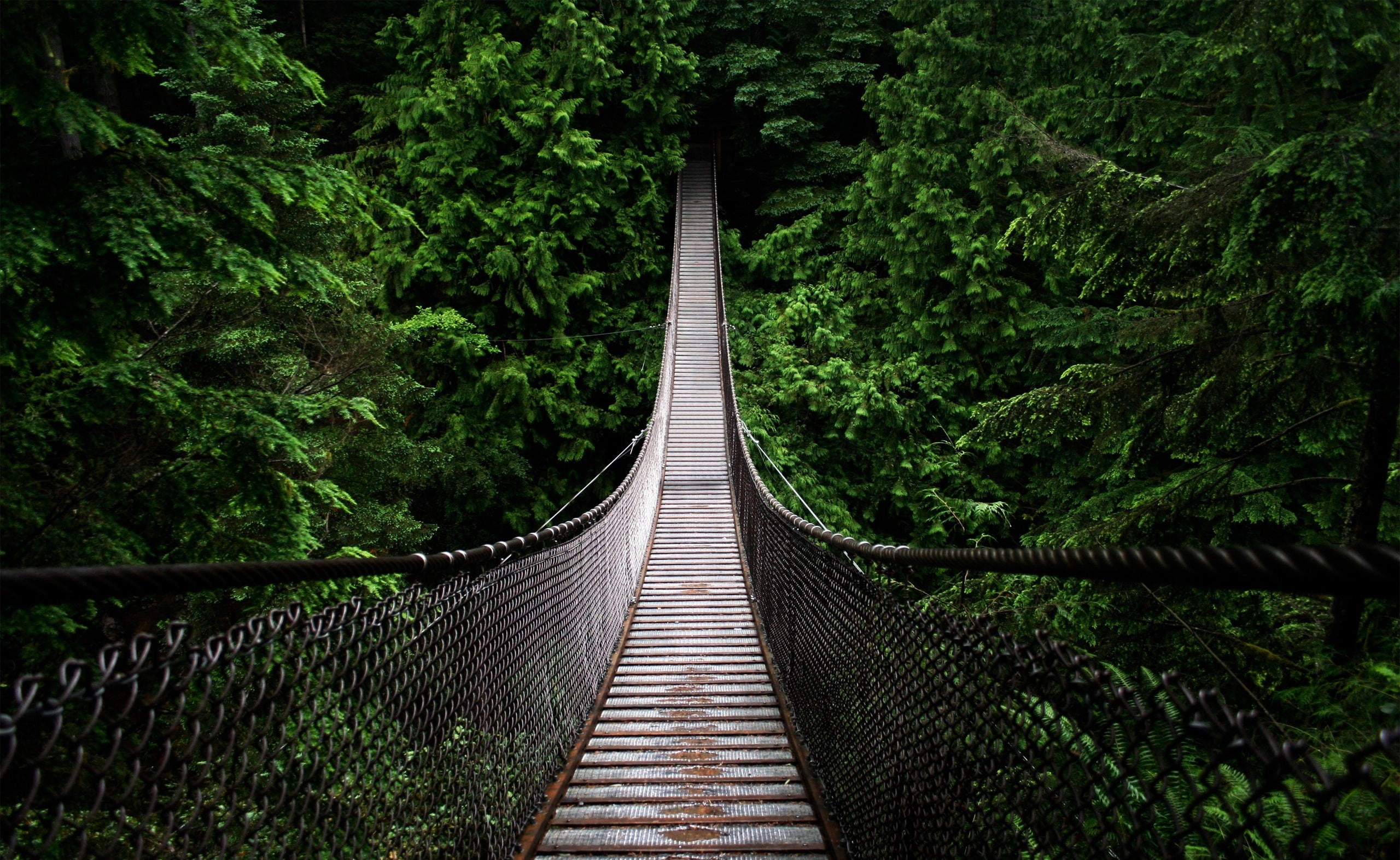 Bridge brown and gray hanging bridge Nature Forests Woods 2k