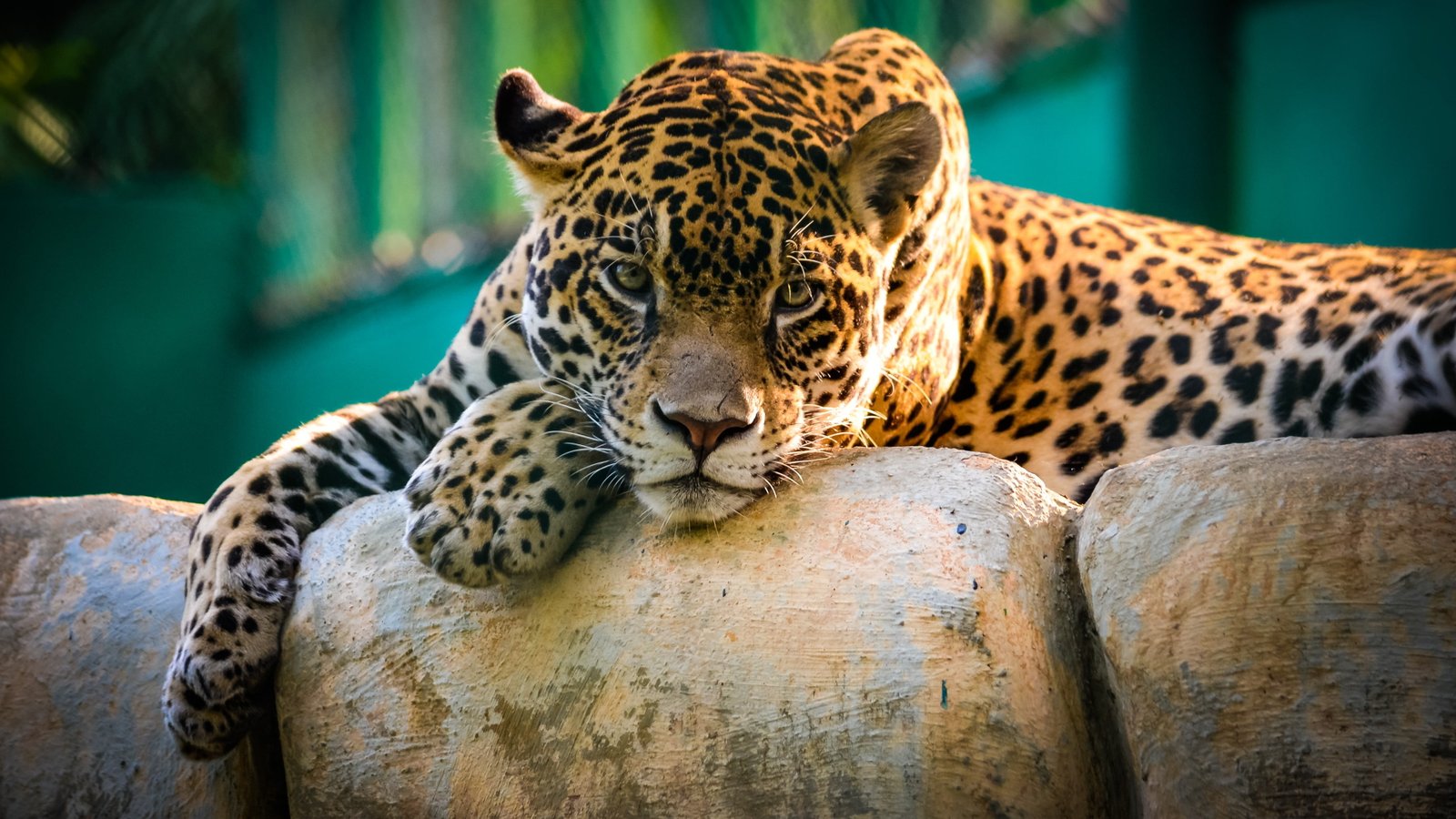 brown leopard nature animals wildlife cat jaguars feline 2k 4k