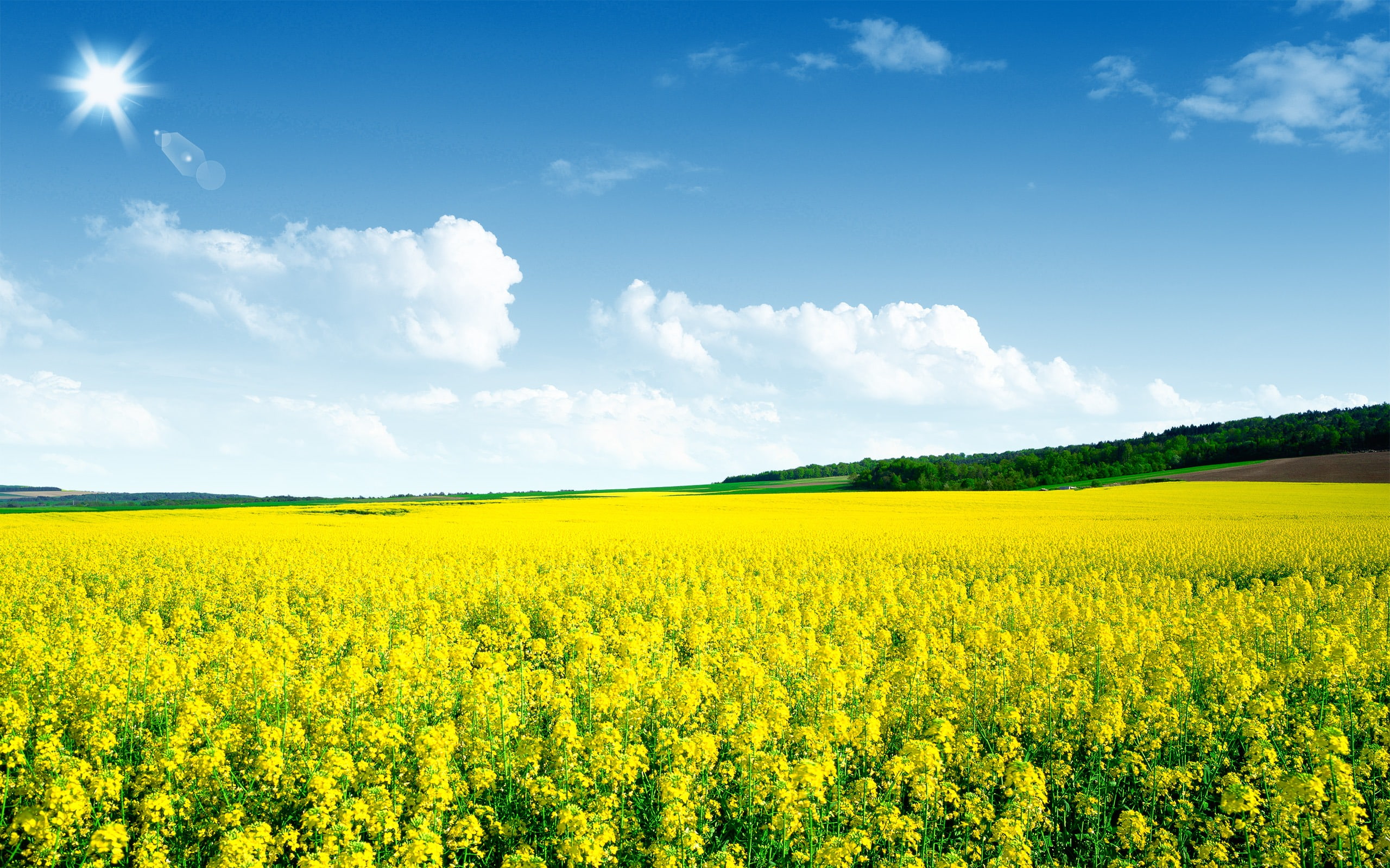 Canola flower field Nature Scenery HD Wallpaper meadow of yellow flowers 2k