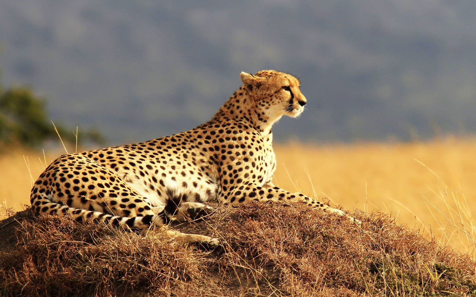 cheetah animal nature 2k