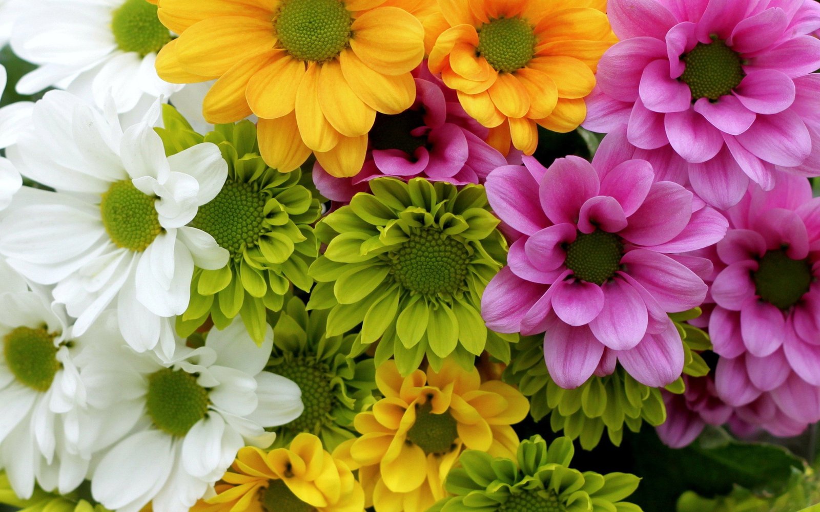 Chrysanthemums Flower Pink White Yellow Green Wallpapers Hd For Computer Tablet Mobile Phones 2k 4k