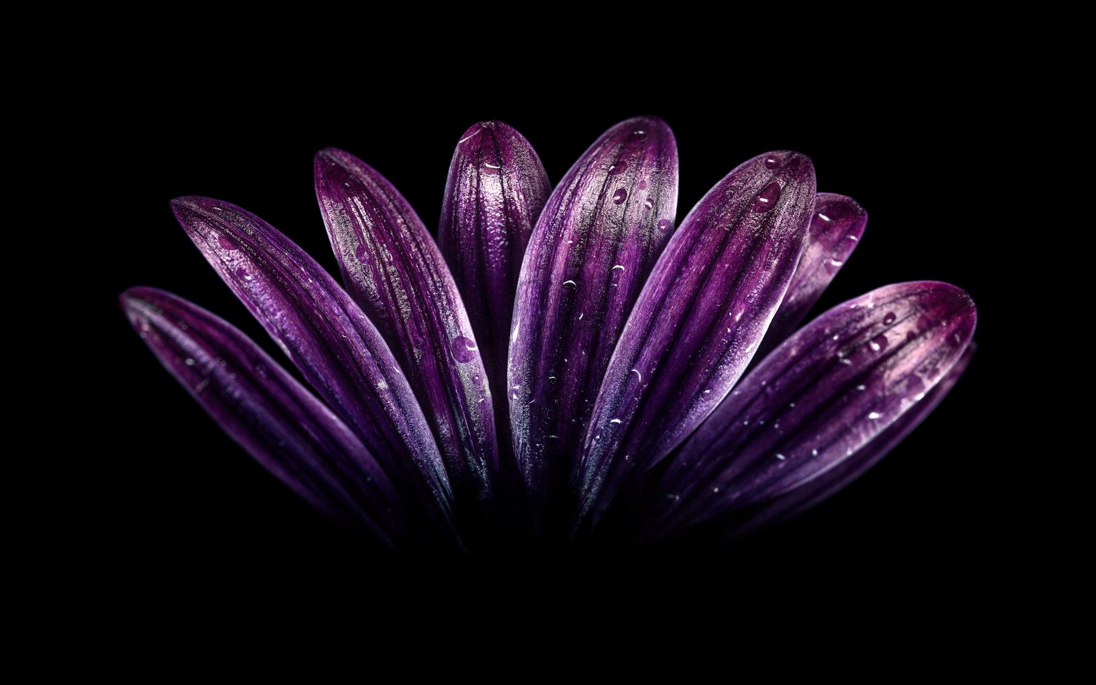 dark Flowe Purple HD 2k 4k