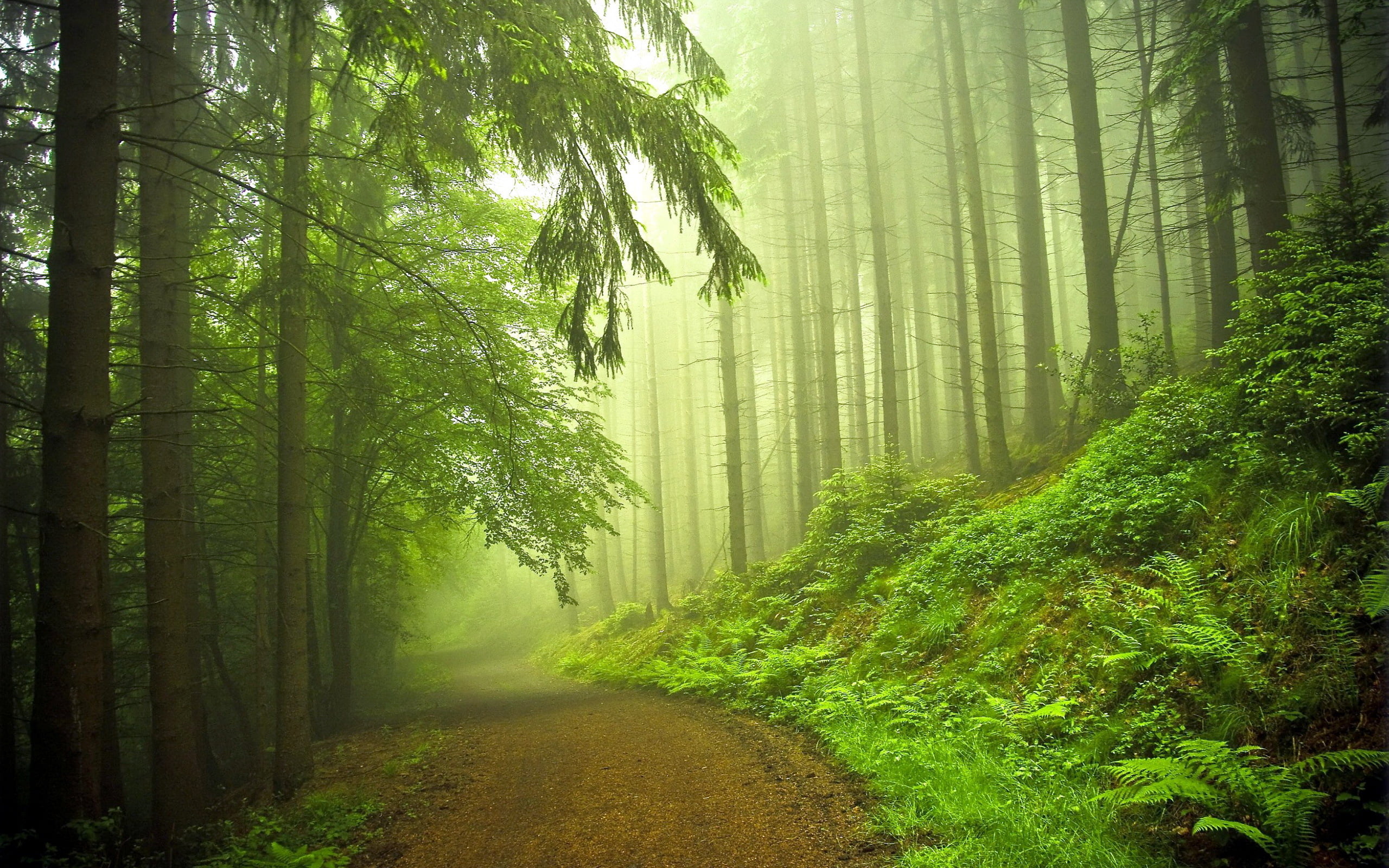 Early Morning Forest green leafed trees Nature Scenery fog 2k
