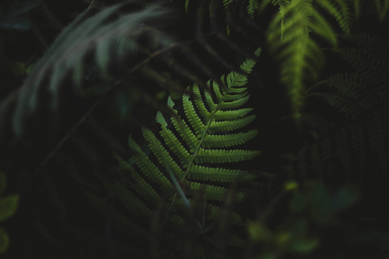 green fern plant leaves depth of field nature 2k 4k 5k