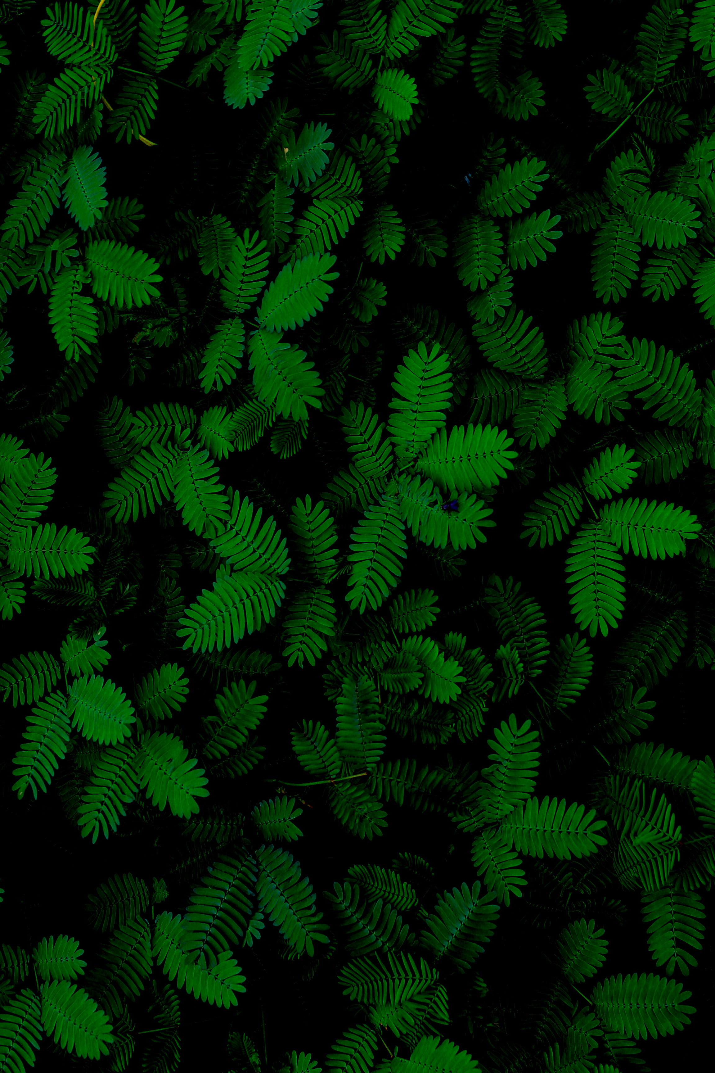 green leafed plants forest leaves fern fauna 2k