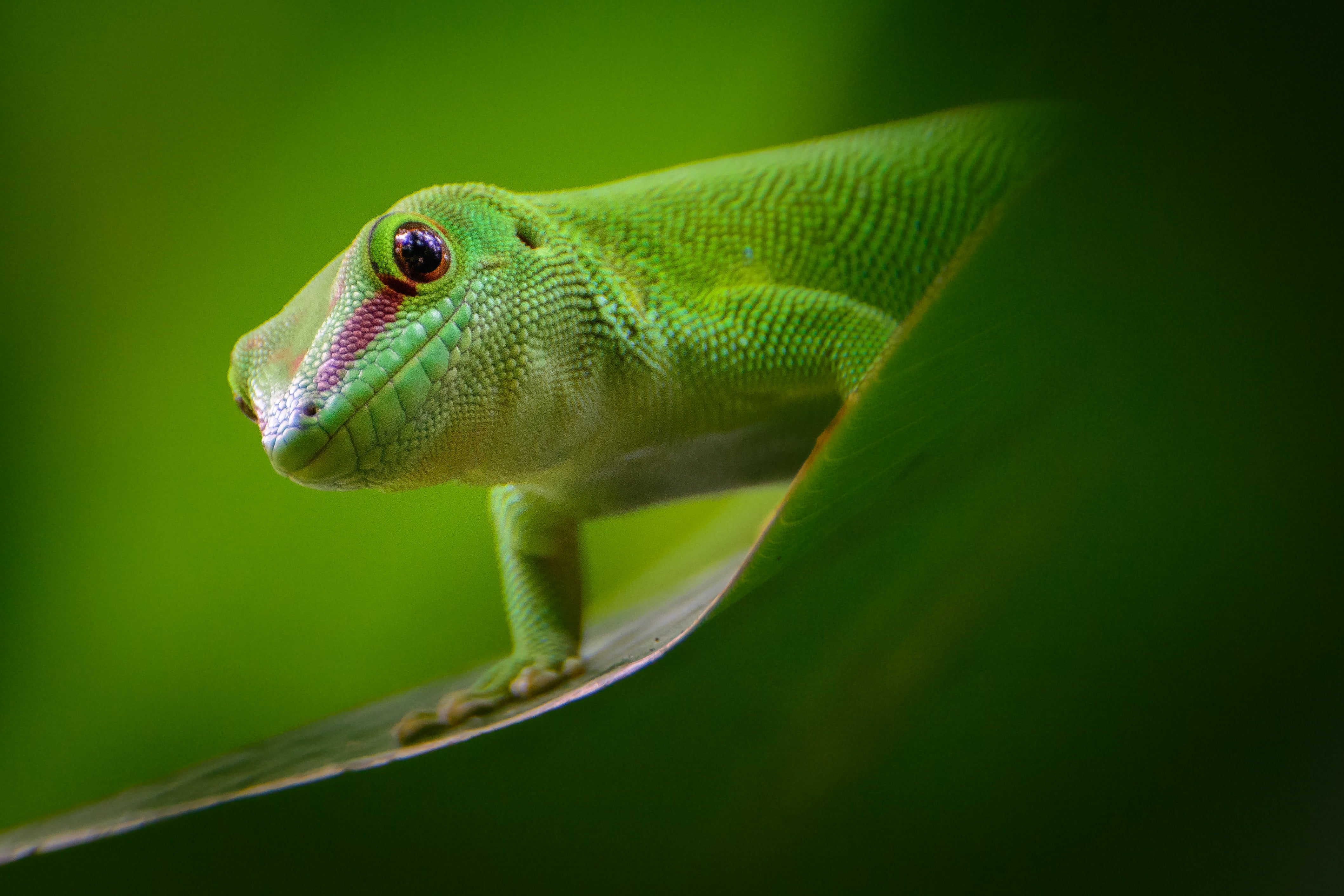 green lizard close up photography Push Madagascar day gecko 2k 4k