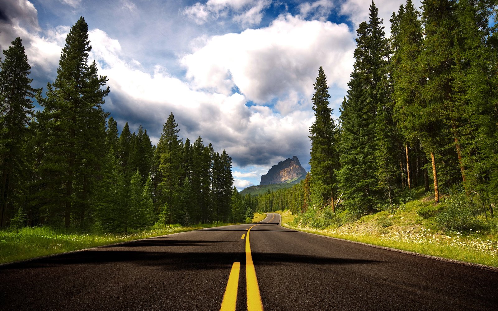 green pine trees road near forest during daytime nature landscape 2k