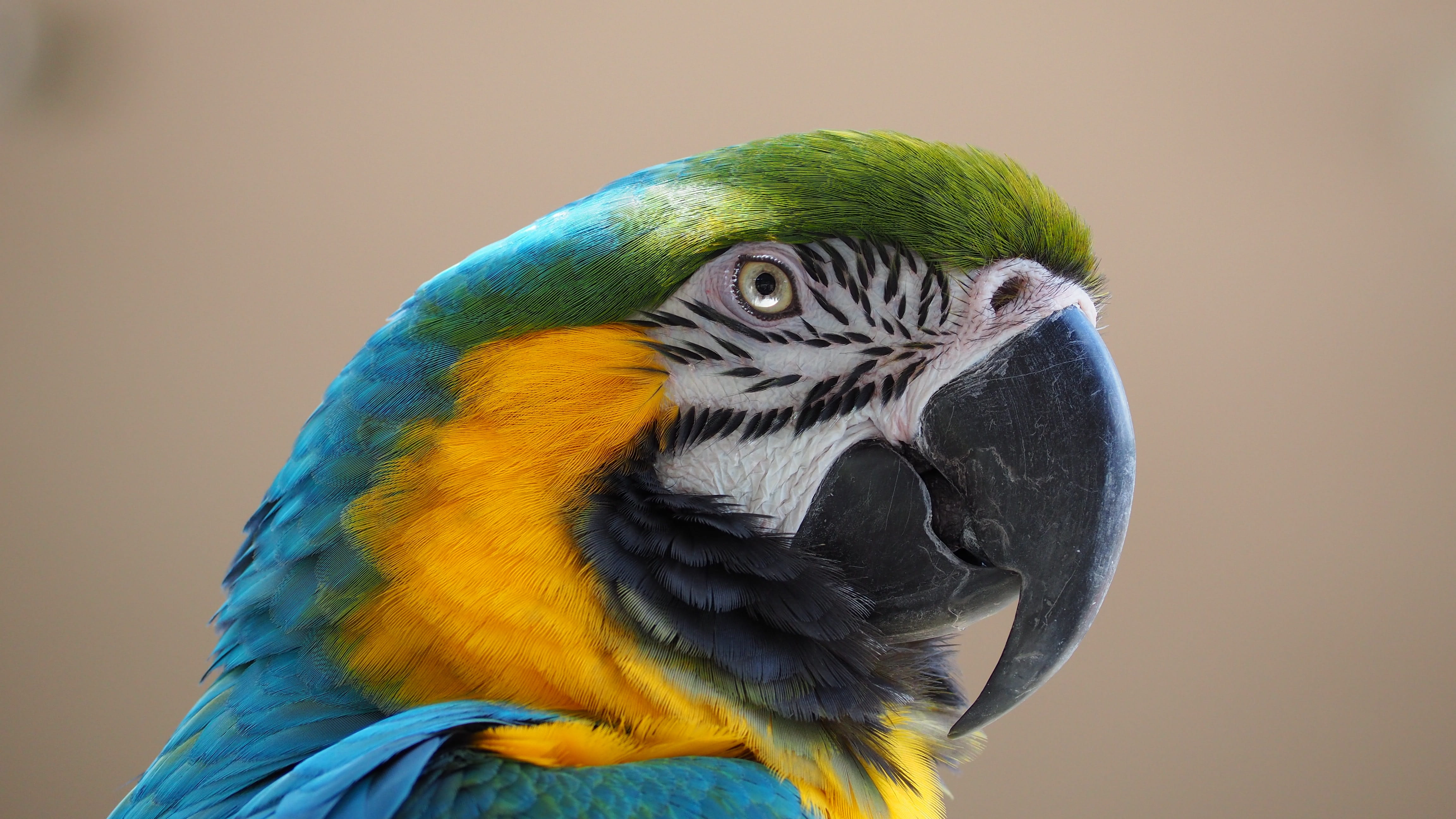 green blue and yellow bird macaw beak animal parrot nature 2k 4k 5k