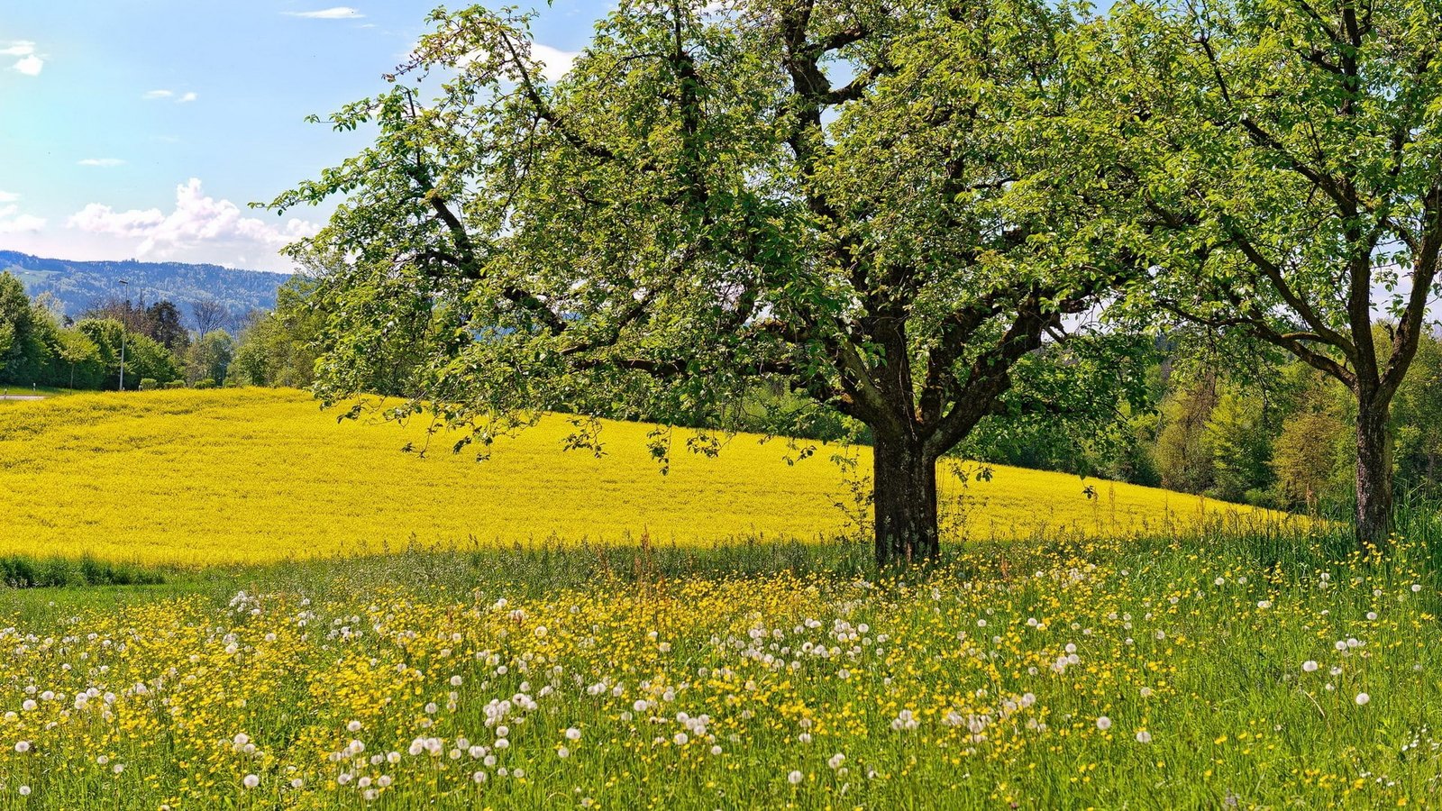hd image of nature for pc plant tree beauty in 2k