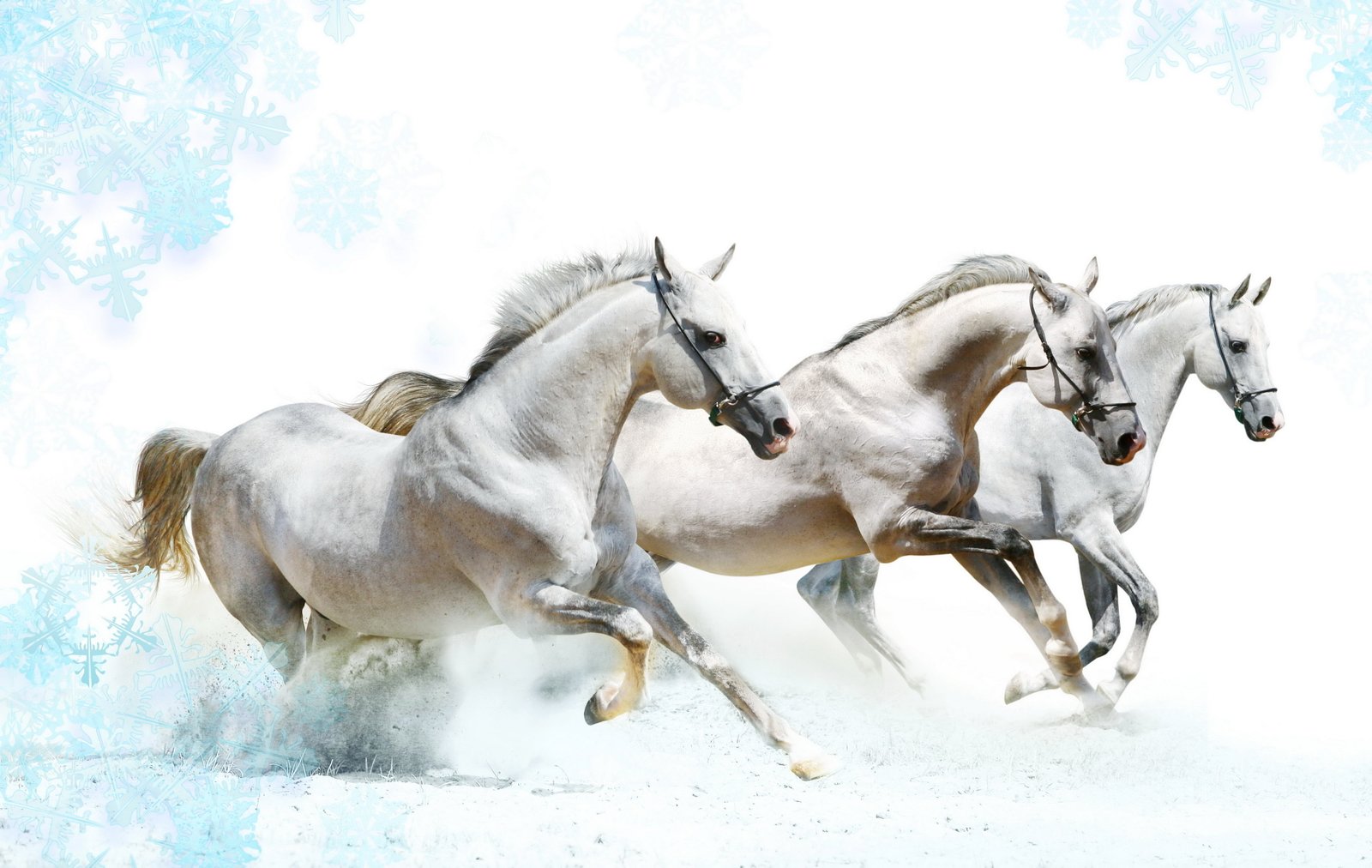 horse horses HD aniaml 2k 4k