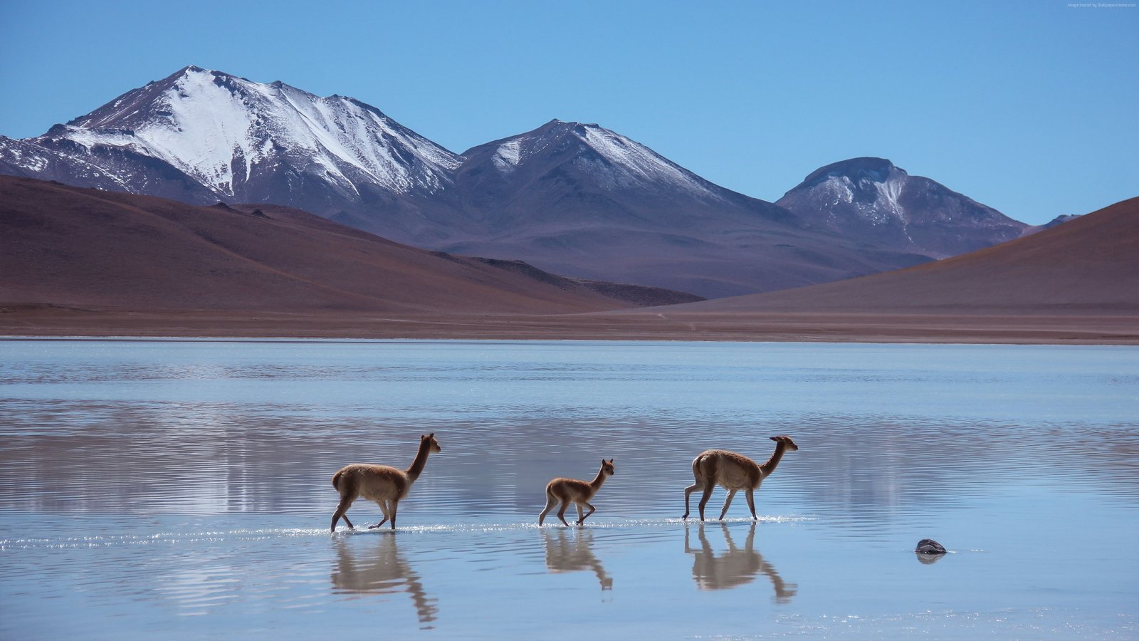 Lama Laguna Blanca Bolivia Mountains PICS 2k 4k