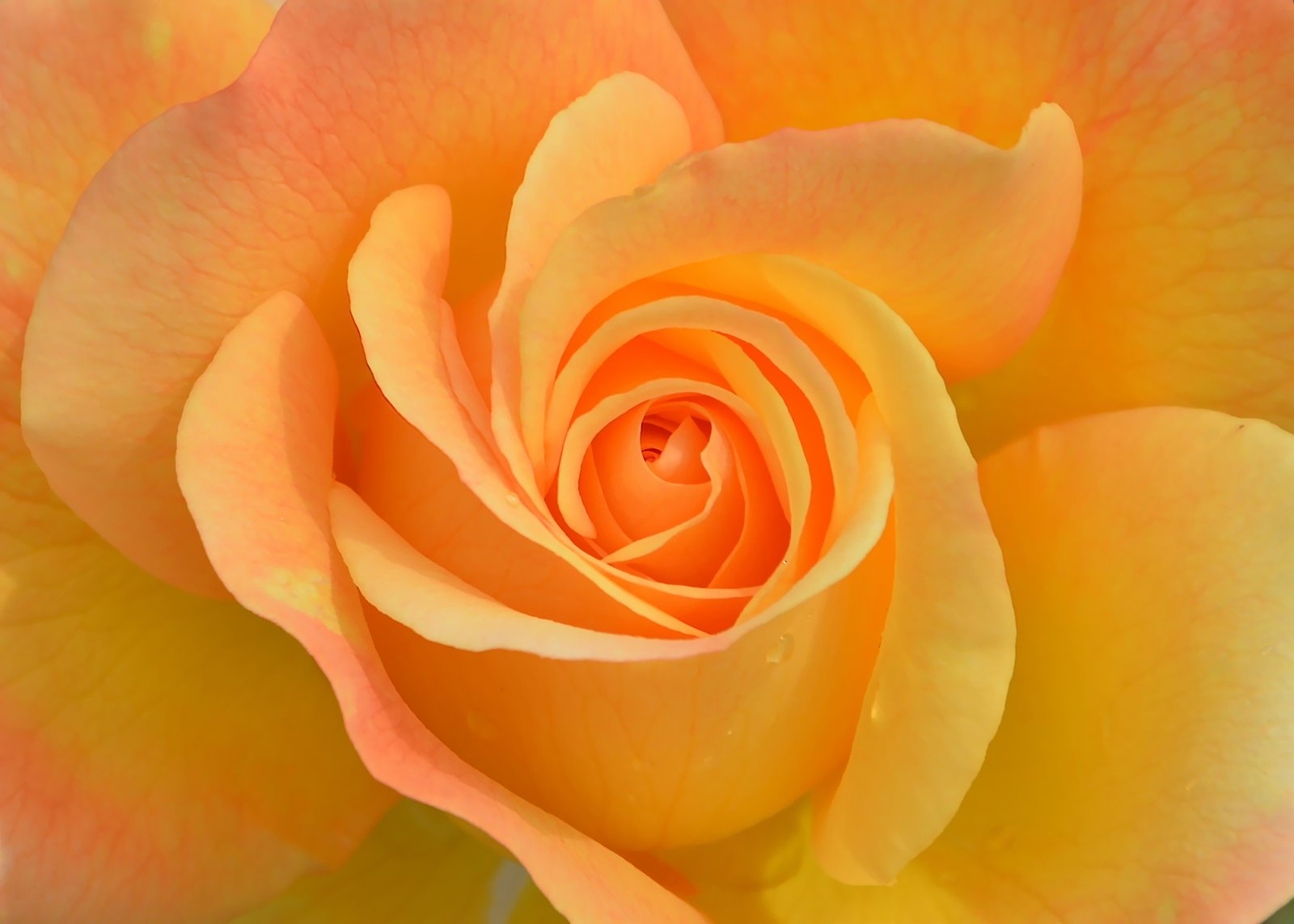 macro photography of yellow rose flower plant nature garden 2k 4k 5k 8k