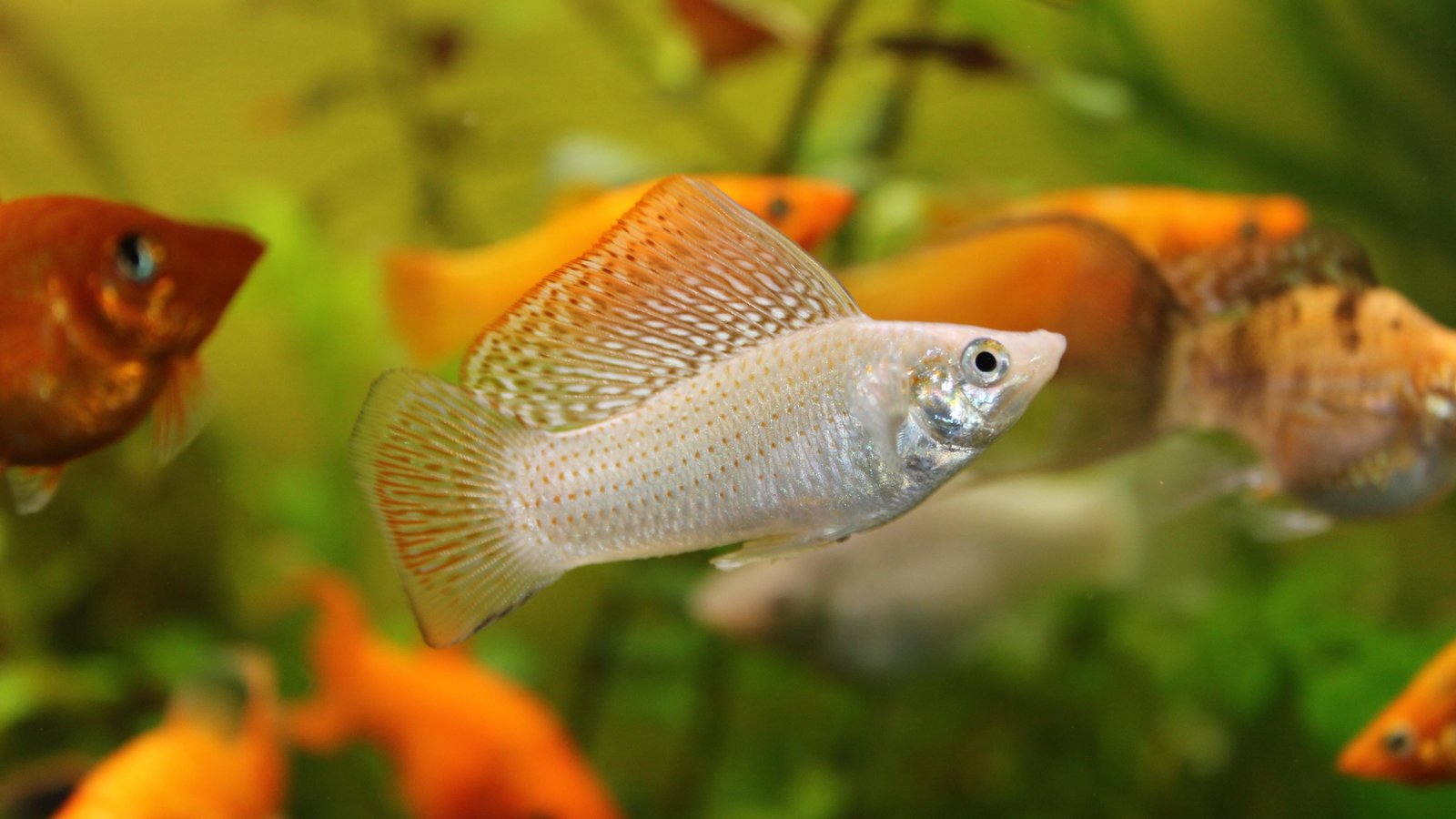 Mollienesia wallpaper fish aquarium water Xiphophorus 2k 4k 5k