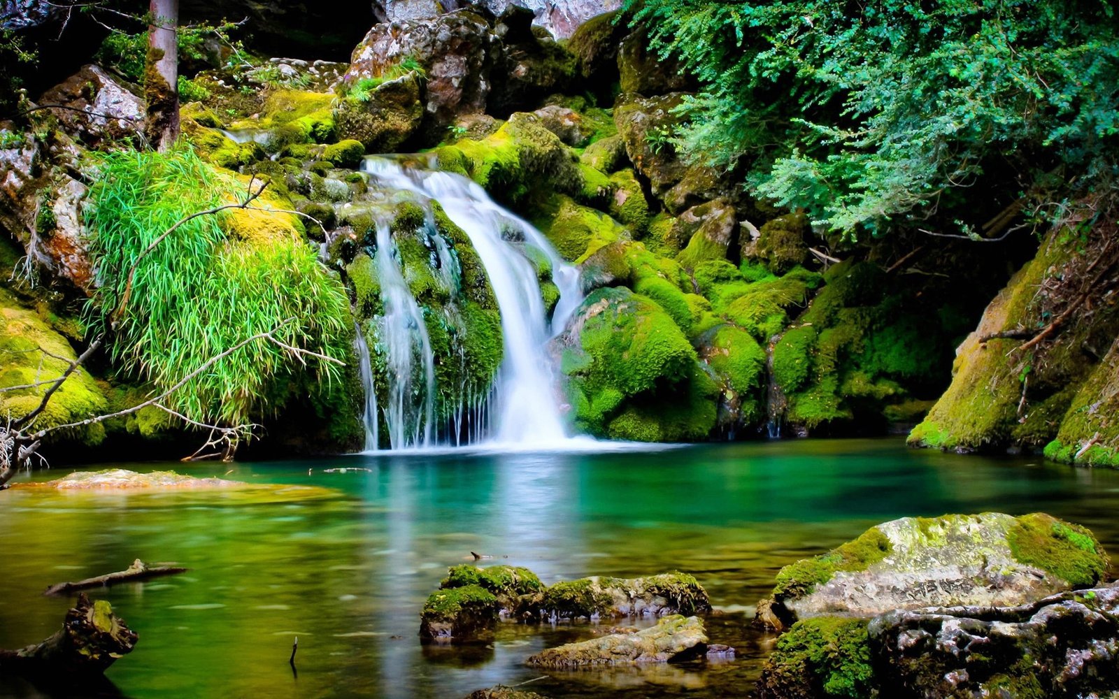 Moss jungle streams Nature Scenery HD Wallpaper rocks with moss 2k