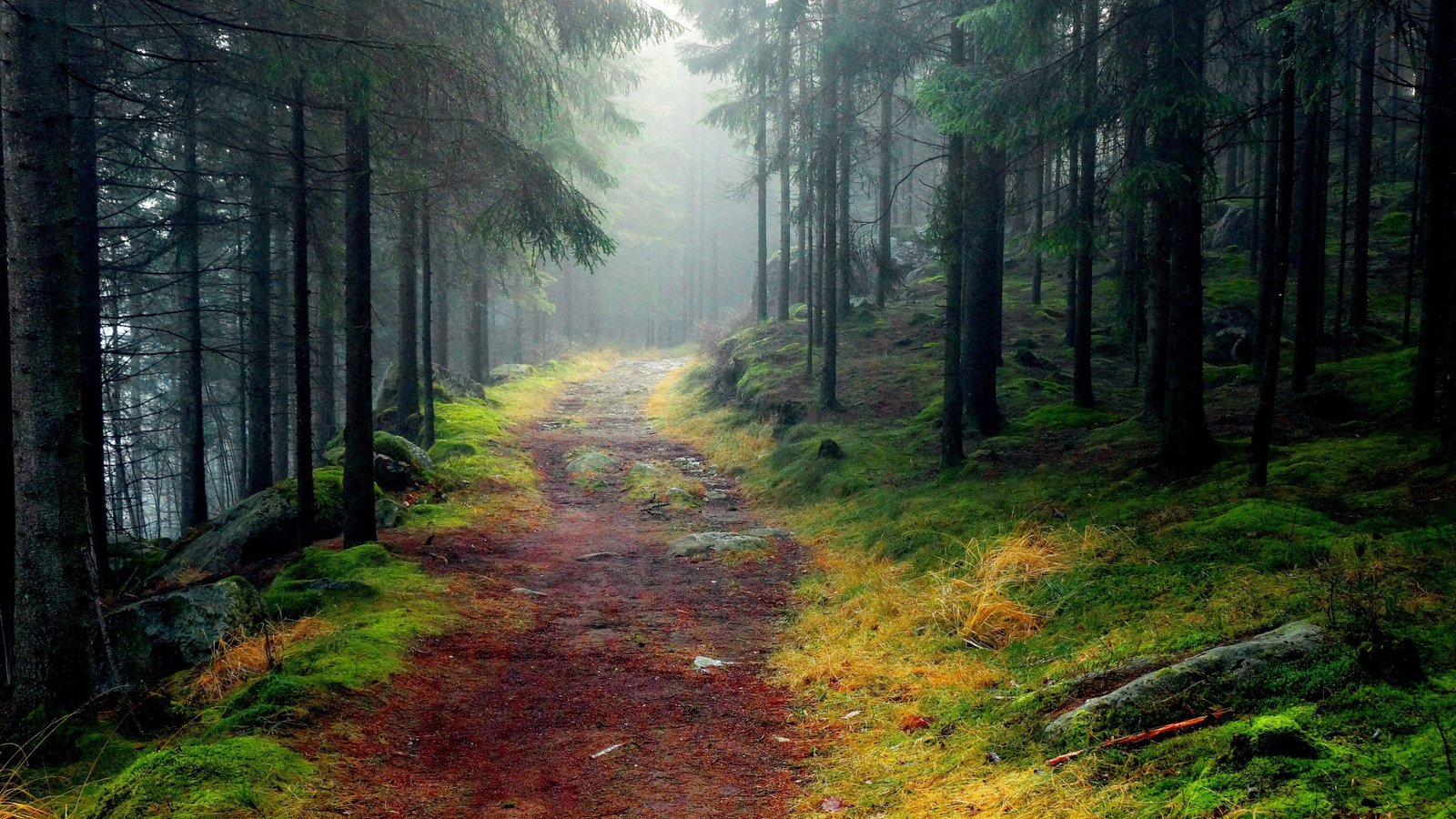 nature Forest tree Fog path hd 2k