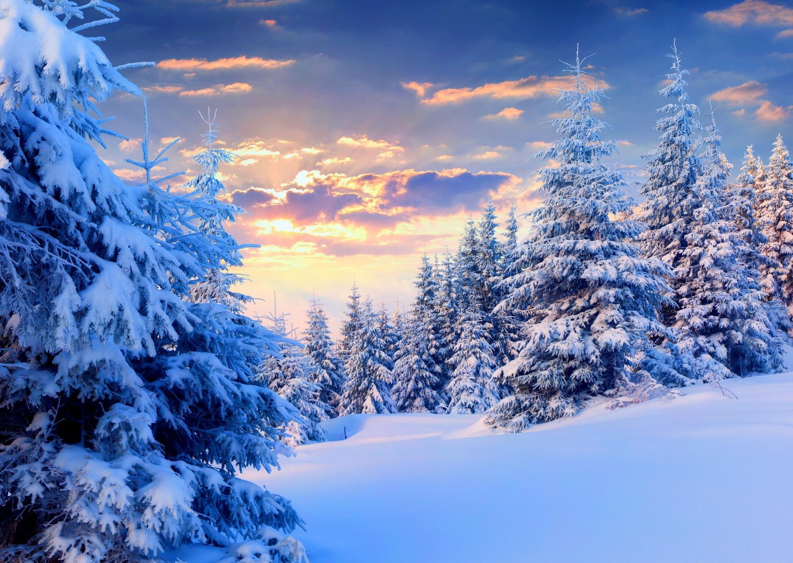 nature landscape snow winter forest trees sunset pine 2k
