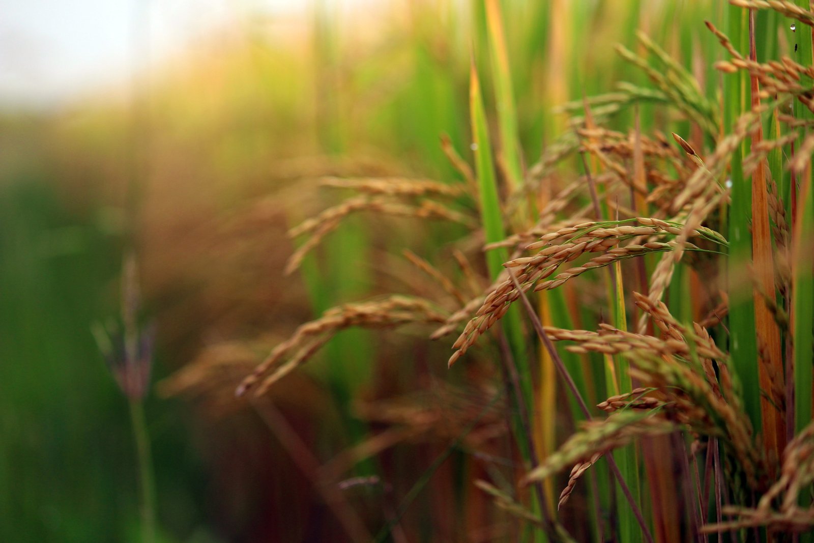 paddy field crop agriculture rice nature farming 2k 4k 5k