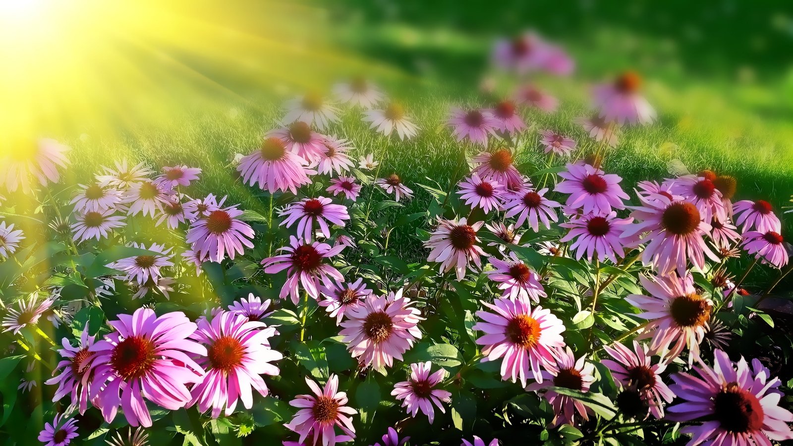 photo of purple multi petaled flowers daisies summer floral 2k