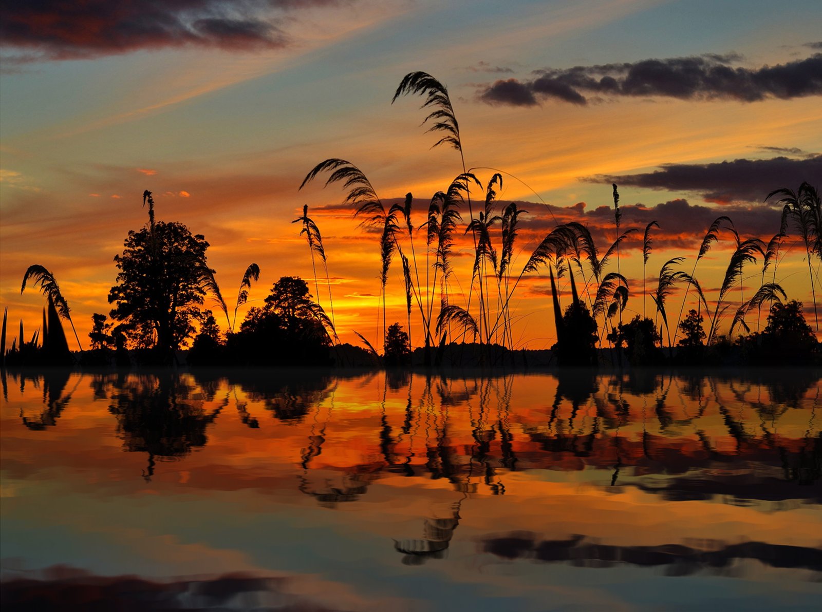 reflection of silhouette trees and plants on water during sunset 2k 4k 5k