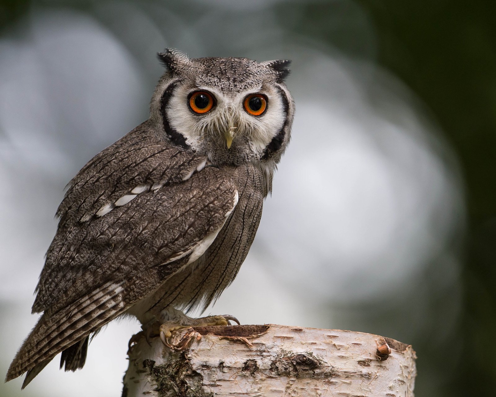 selective focus photography of owl perched on tree bird animal 2k