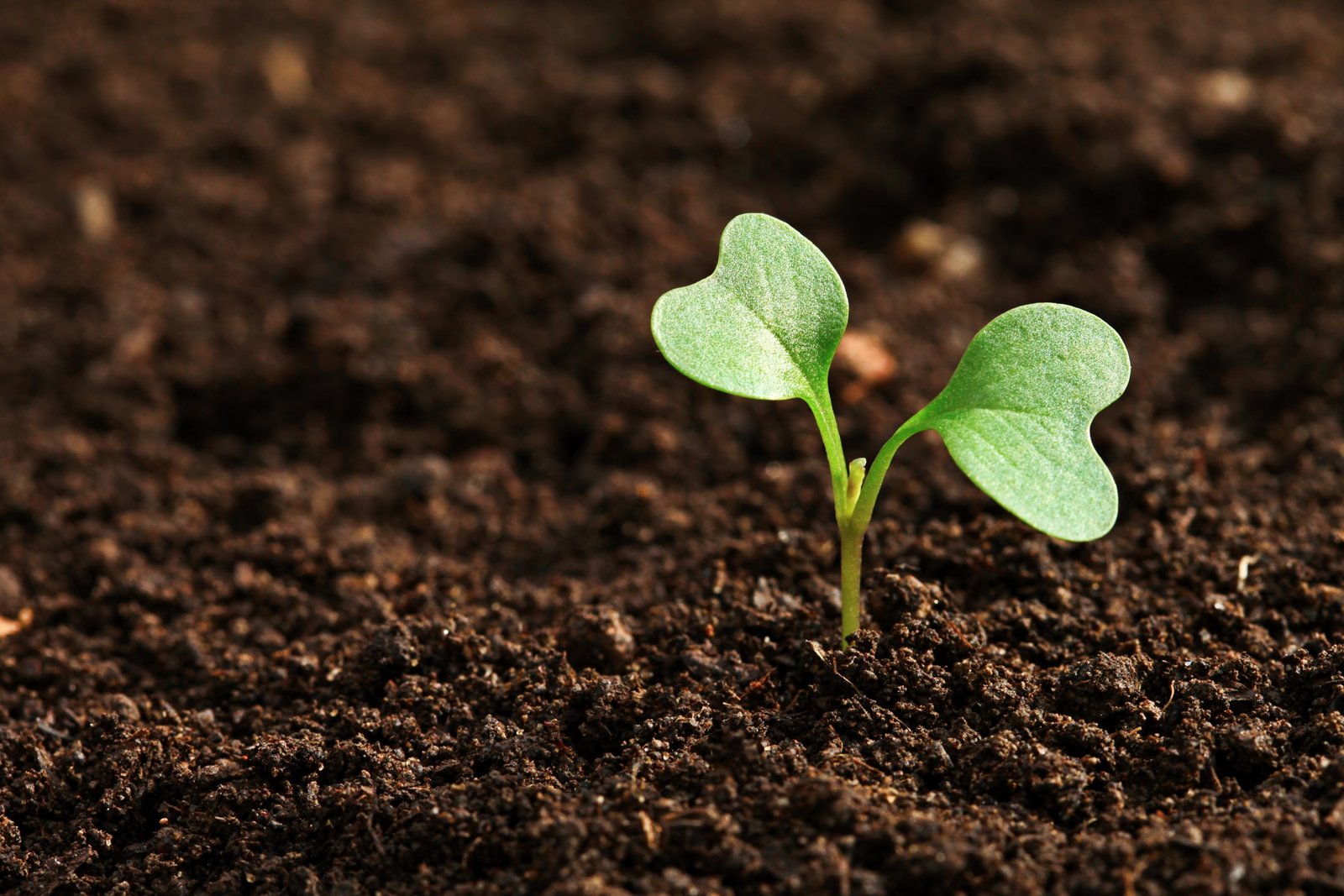 shallow focus photography of green plant field agriculture 2k 4k