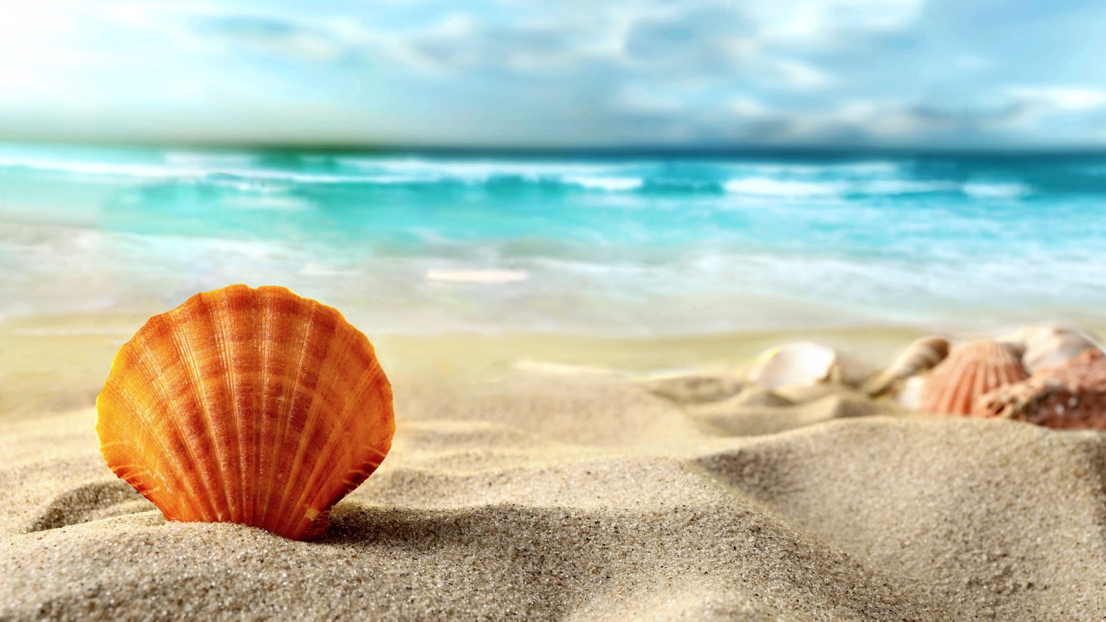 Shell beach sands sea brown shell 2k 4k
