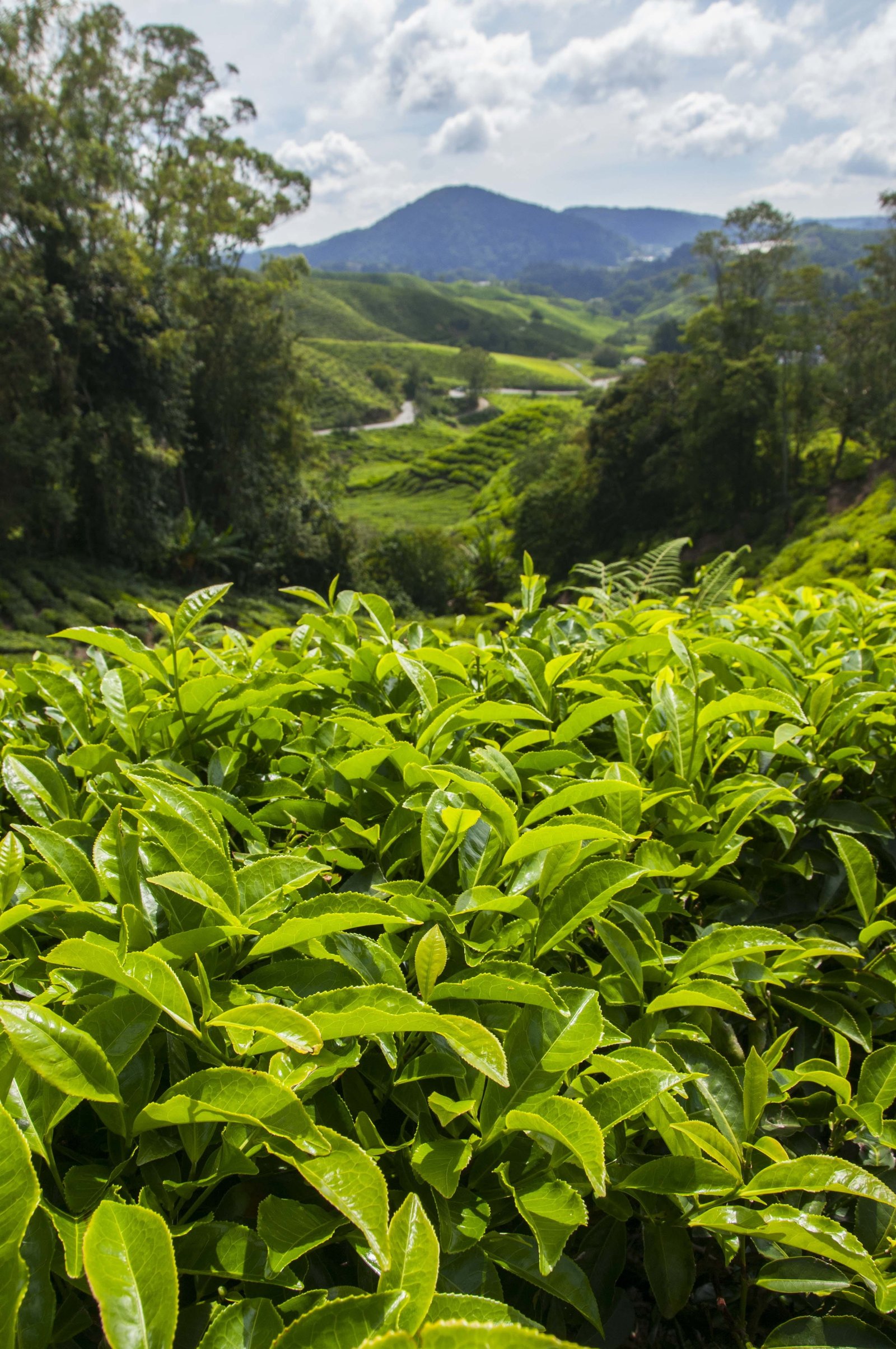 tea plantation cameron highlands malaysia asia leaf agriculture 2k