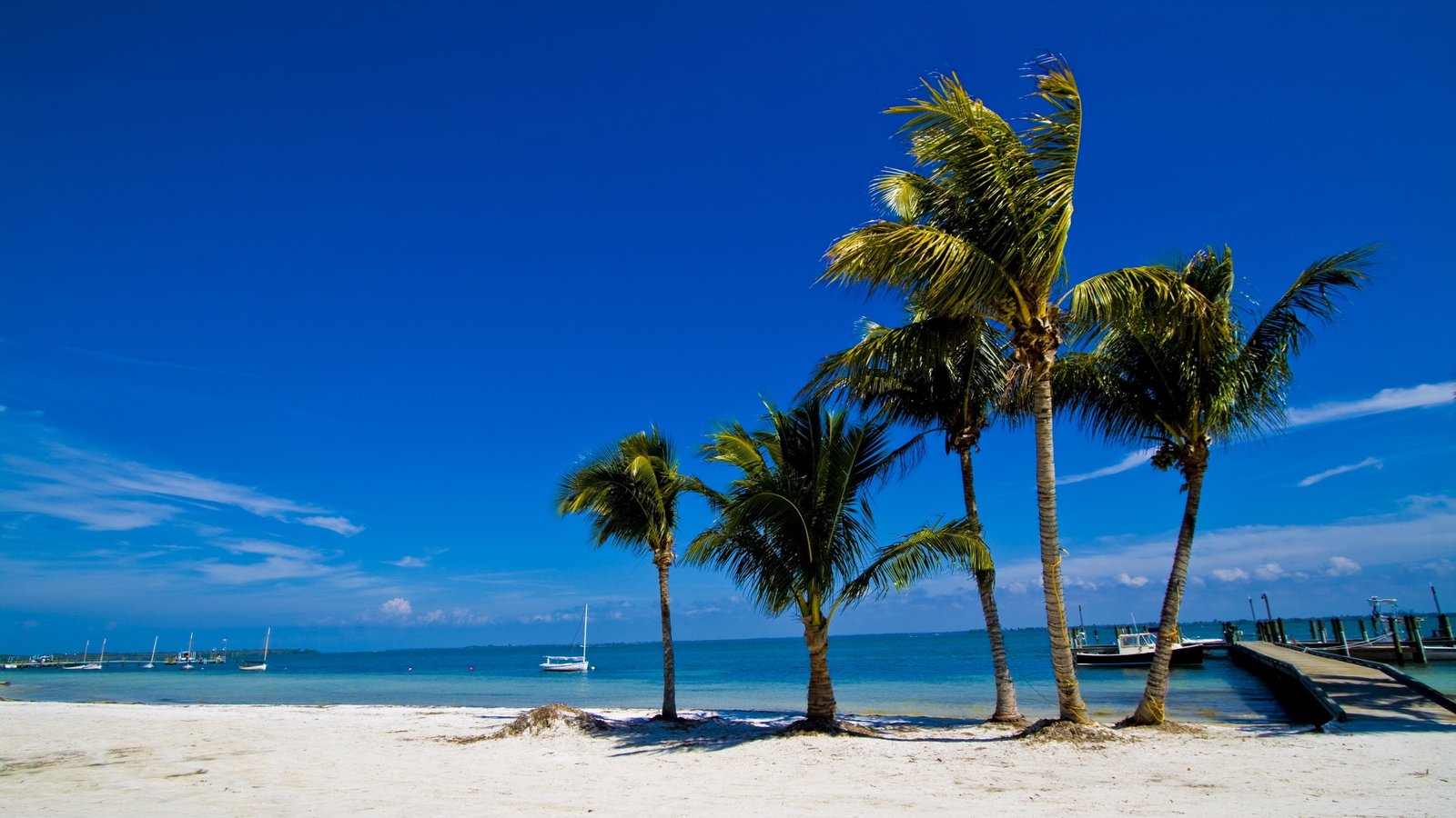 tropics vacation coast ocean shore palm tree sunny day 2k 4k