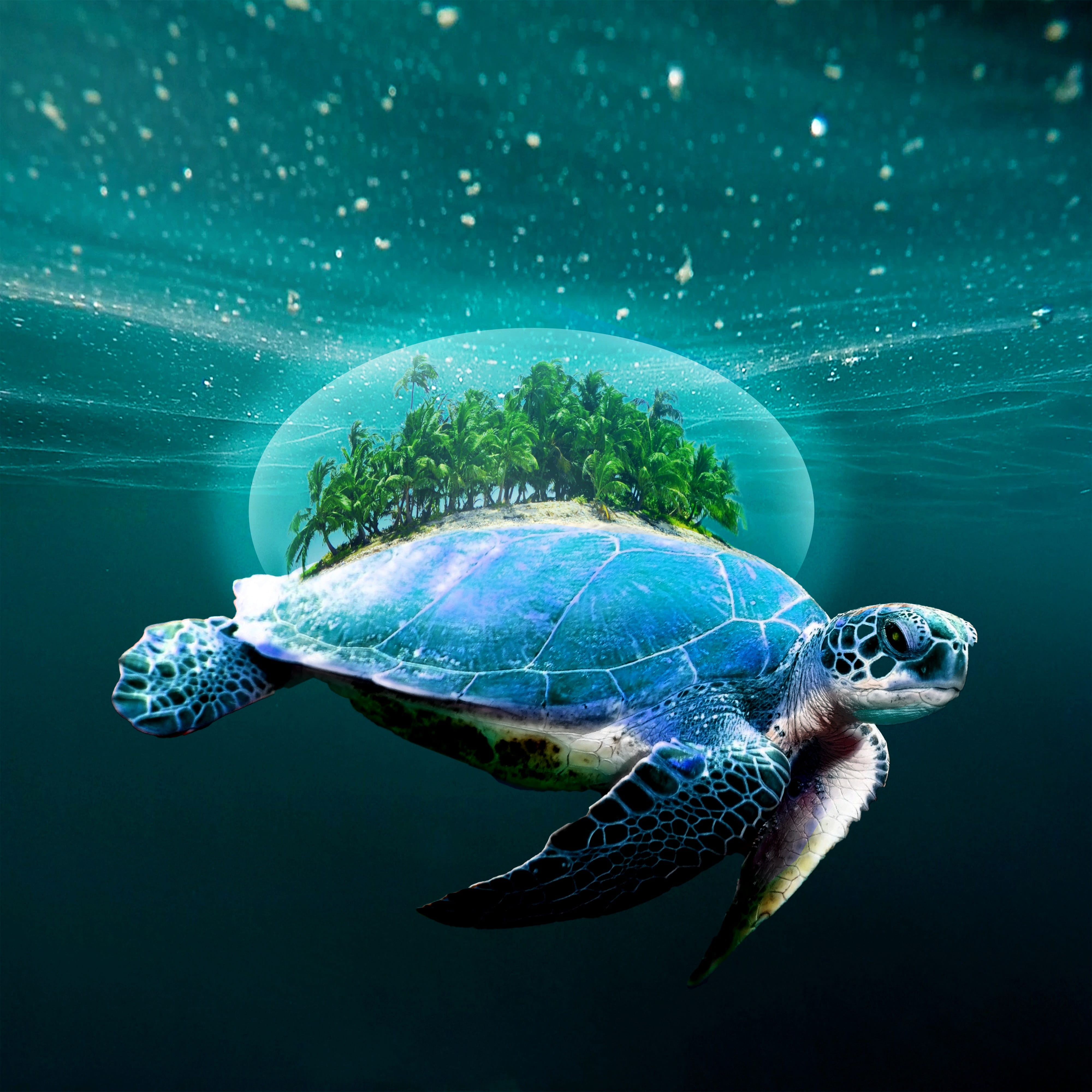 turtle beach sand ocean island tropical aquatic underwater 2k 4k
