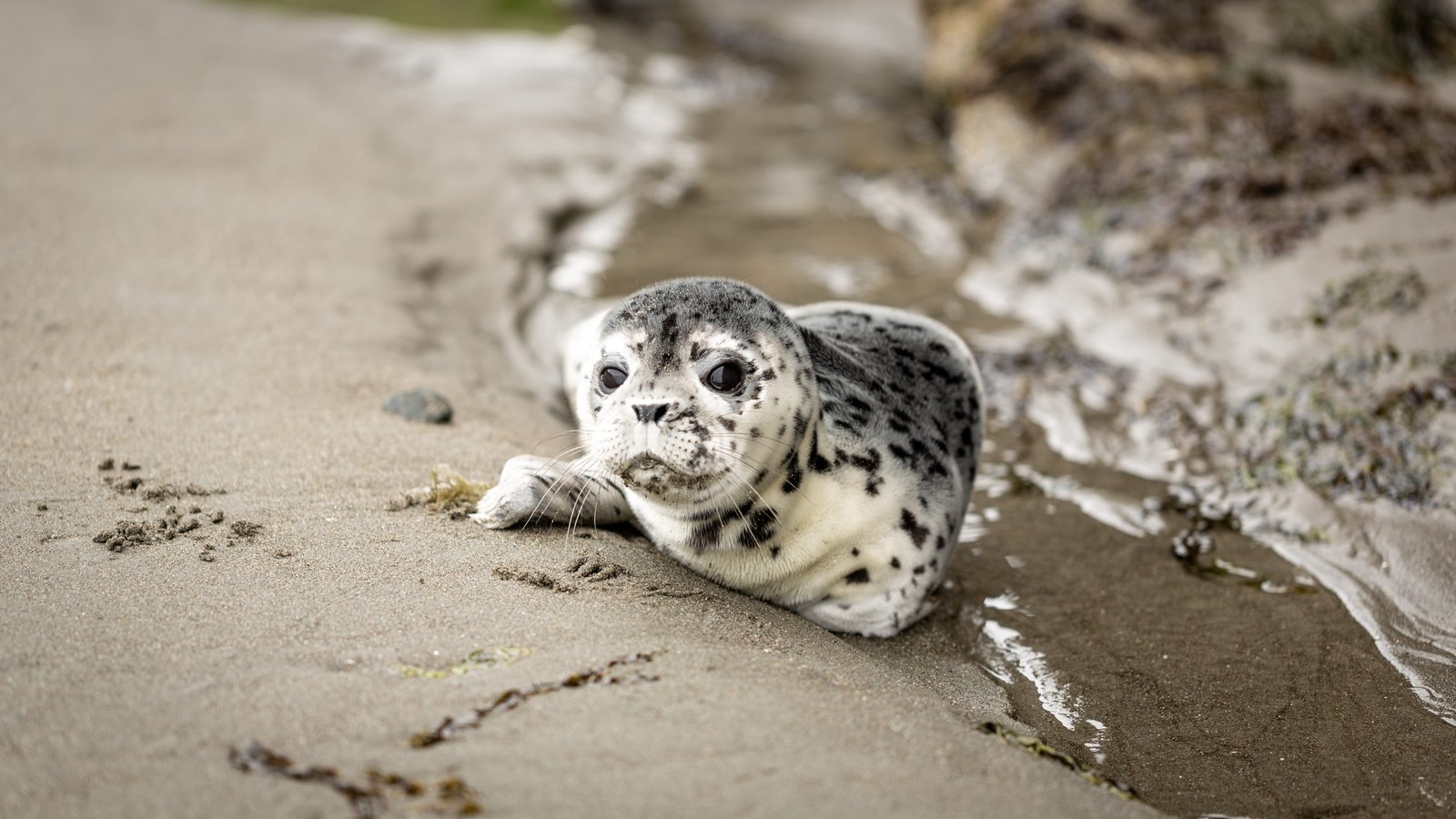 White and Black Seal on Shoreline animal baby seal beach cute 2k 4k 5k