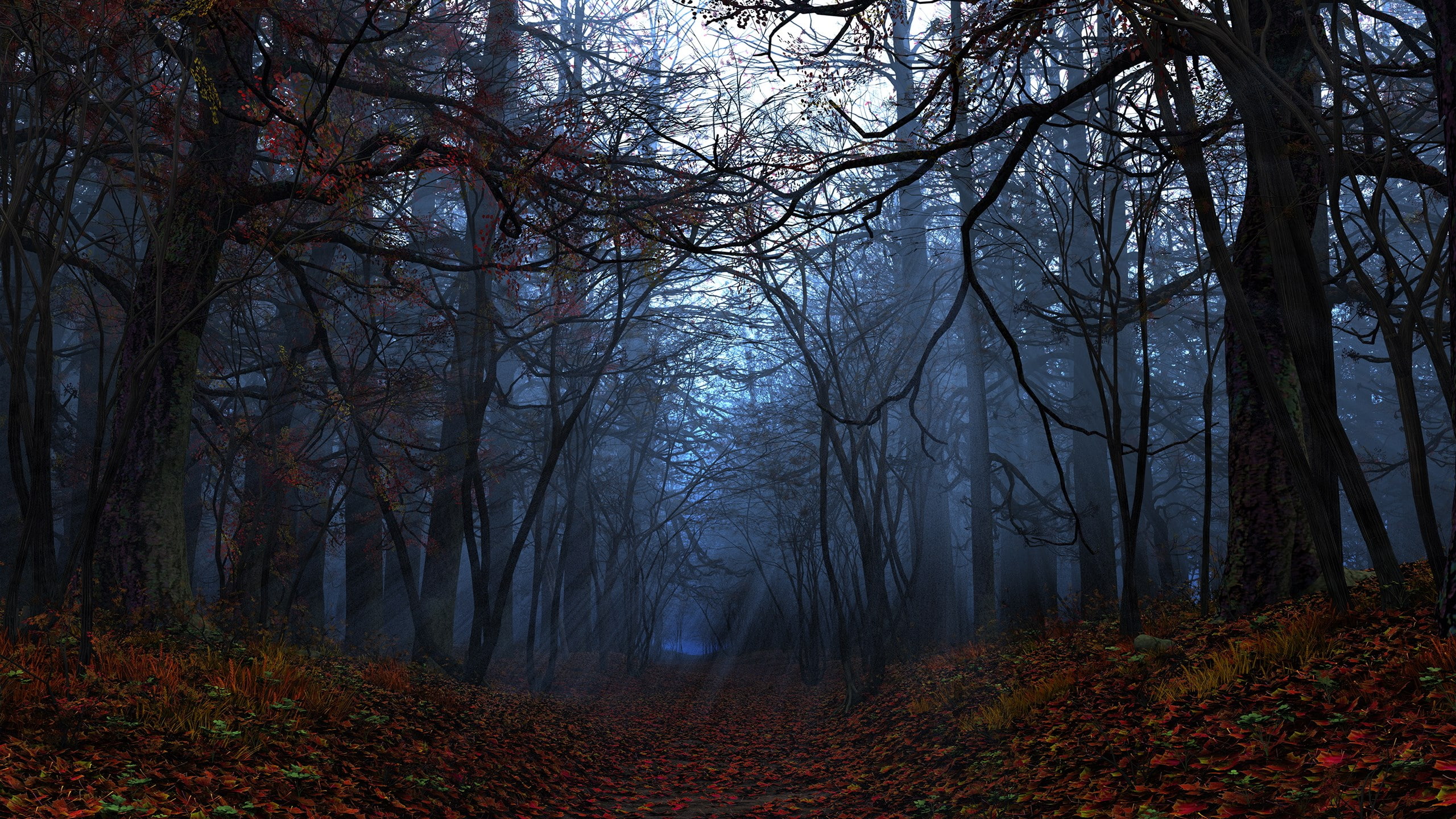 widescreen nature tree forest autumn plant land 2k