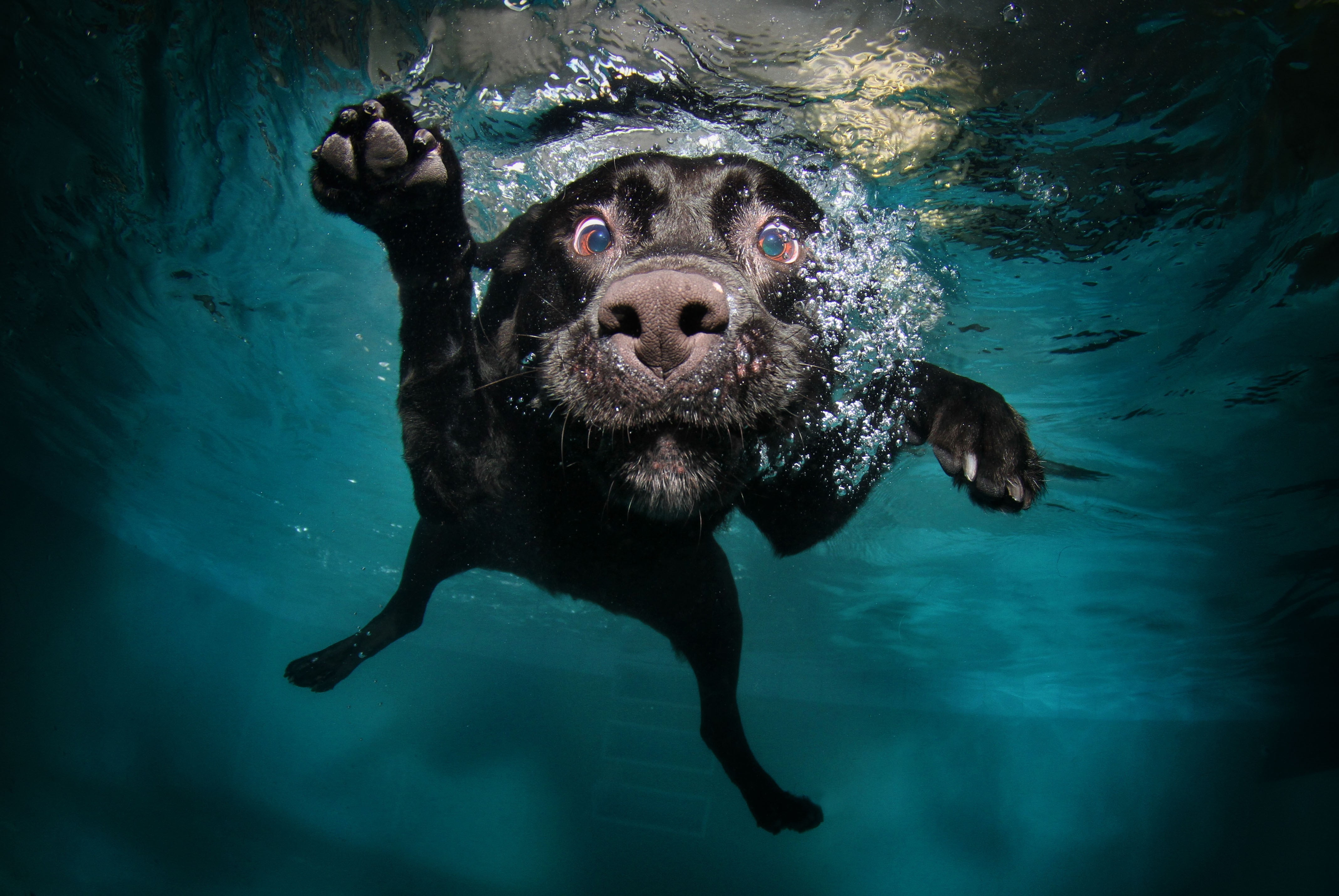 adult black Labrador retriever dog underwater swimming animals 2k 4k