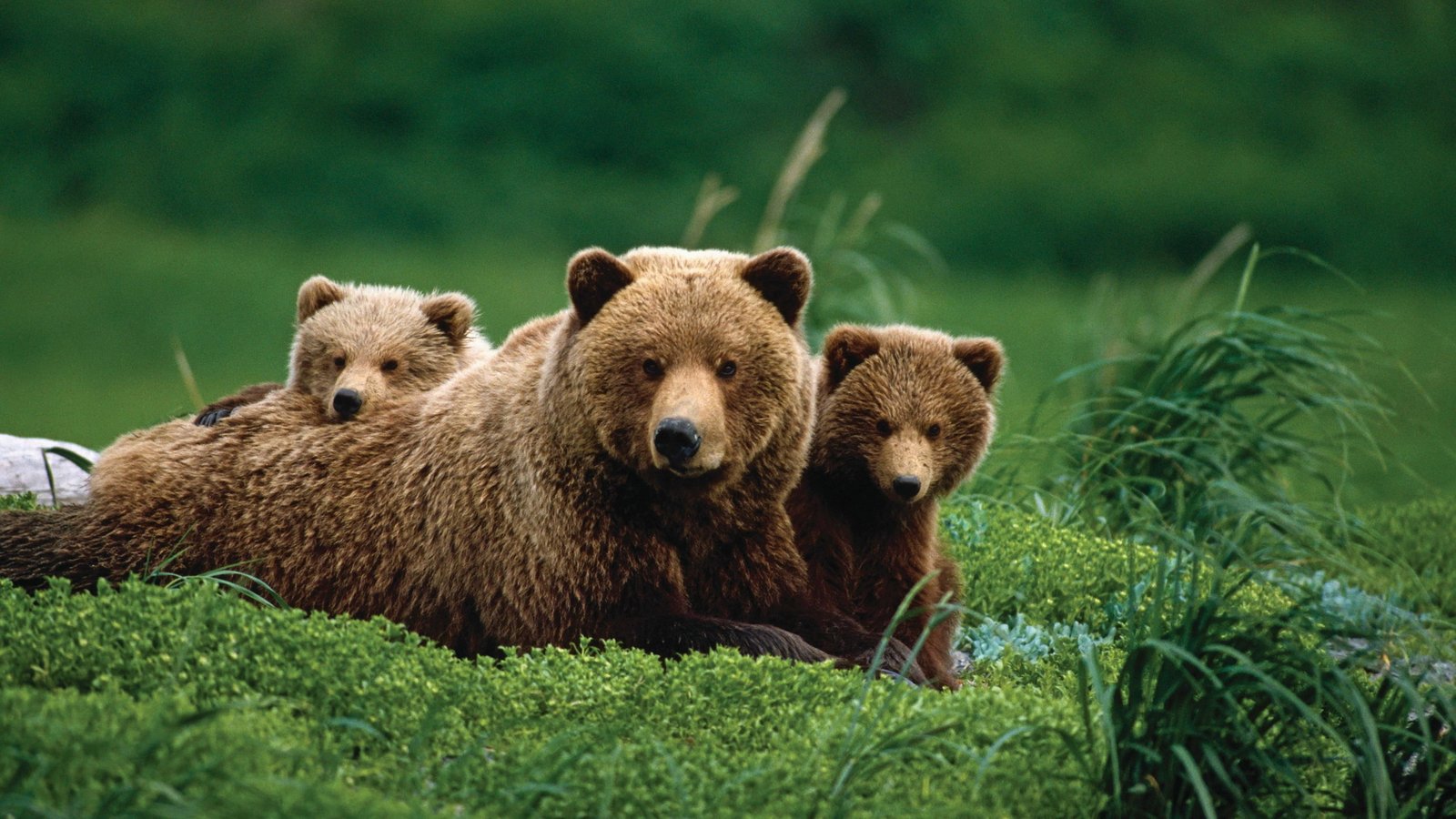 bear baby cute grass wildlife wild animals nature 2k 4k