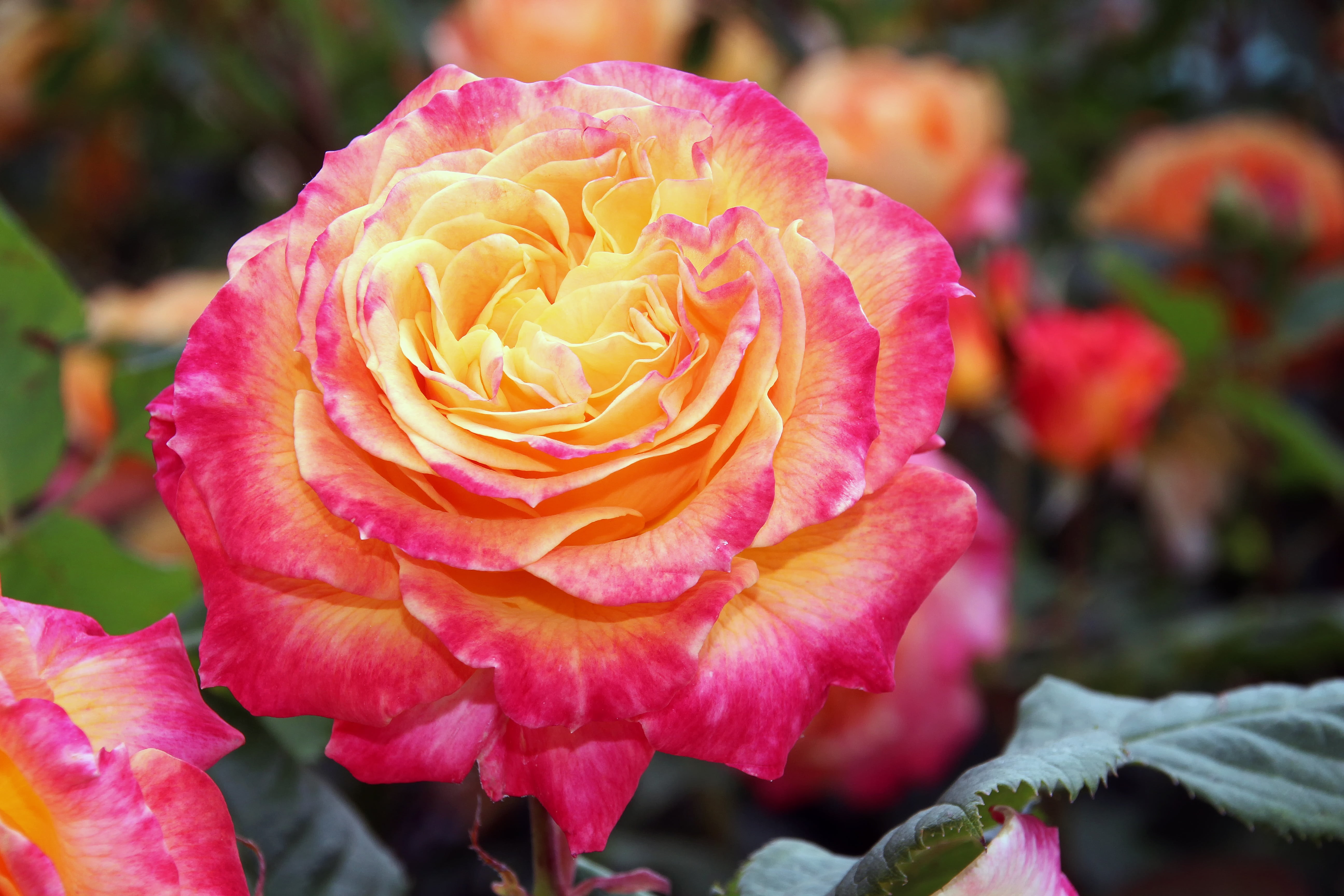 close up photography of pink and yellow petaled flower rose 2k 4k 5k