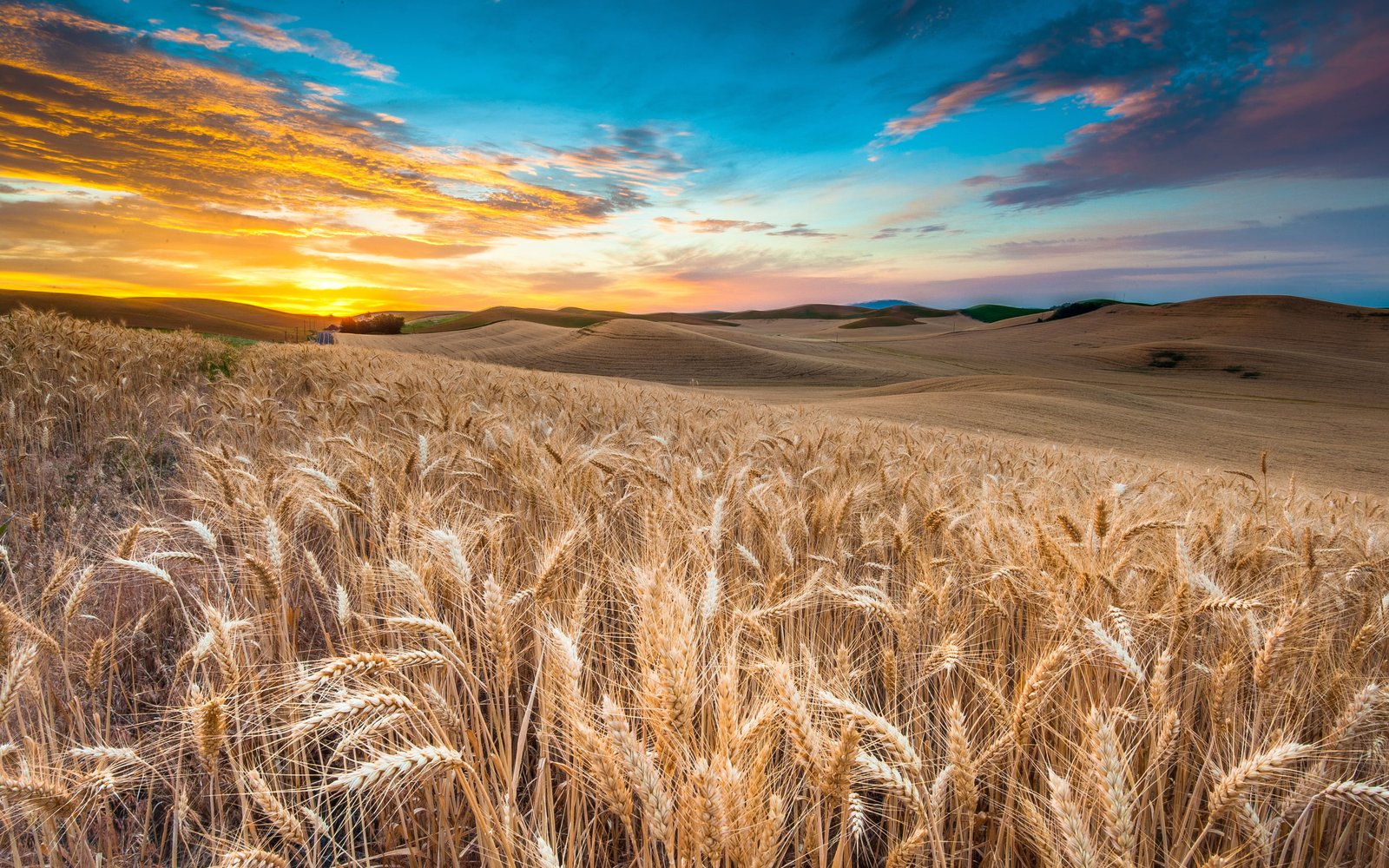 clouds field grass landscape nature sky wheat 2k