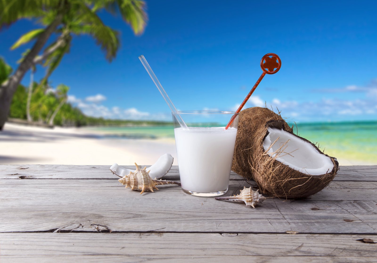 coconut juice sea beach palm trees cocktail shell drink 2k 4k 5k