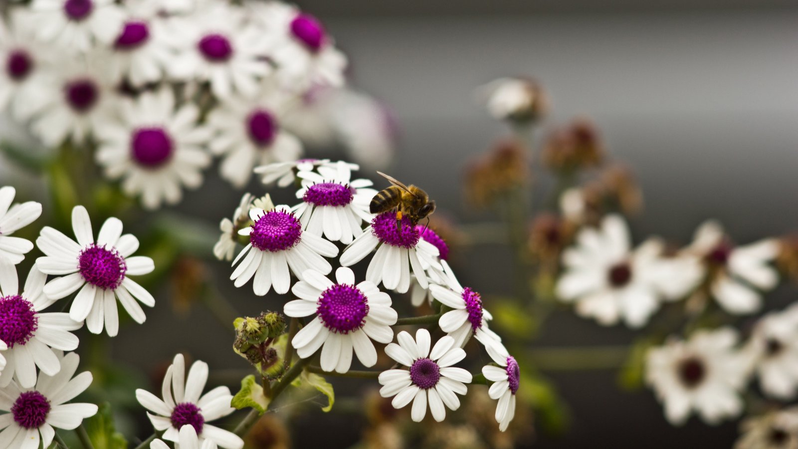 field of depth white petaled flowers Daisies wallpaper 2k 4k 5k