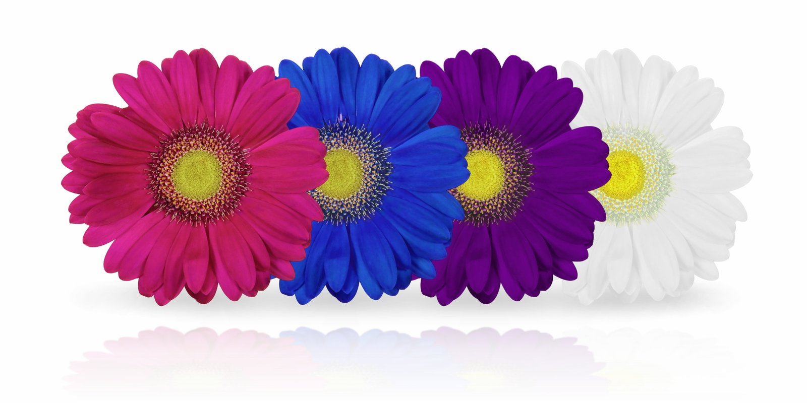 four assorted color petaled flowers with white background chrysanthemum 2k 4k 5k
