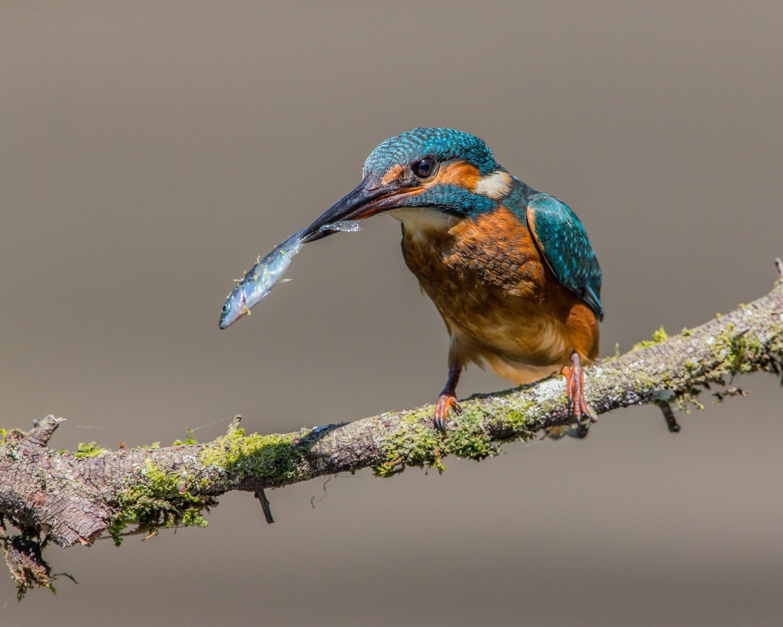 green and brown bird with fish kingfisher stickleback 2k 4k