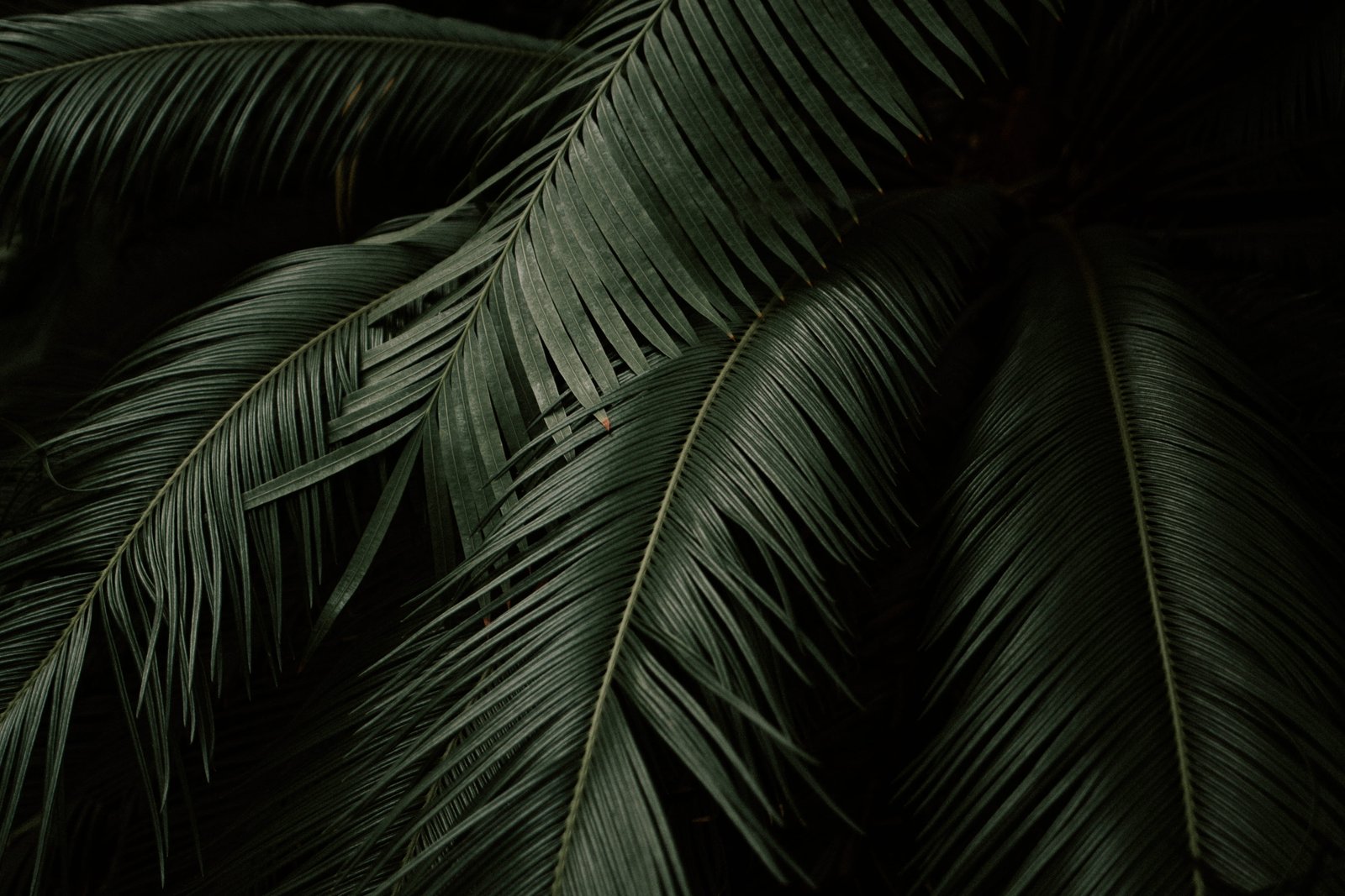 green coconut tree photo plant fern leaf dark palm tropical 2k 4k