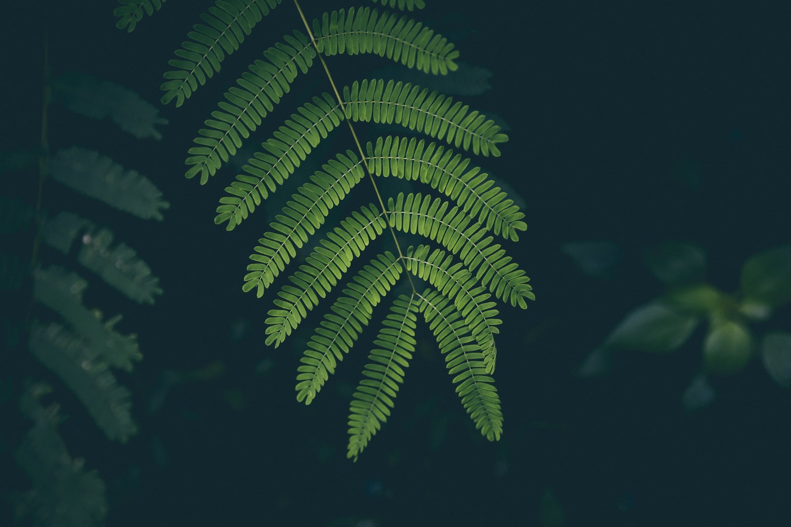 green leafed plant nature closeup plants leaves dark depth of field 2k 4k 5k