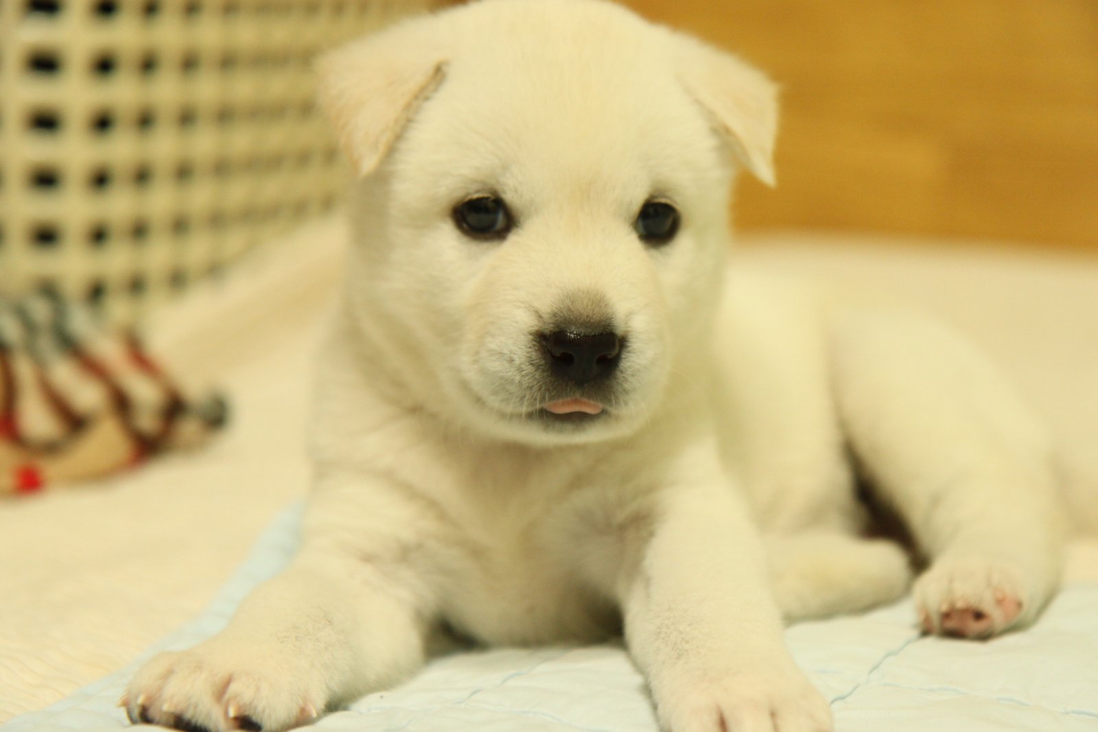 korean jindo dog puppy white fur animal themes mammal 2k