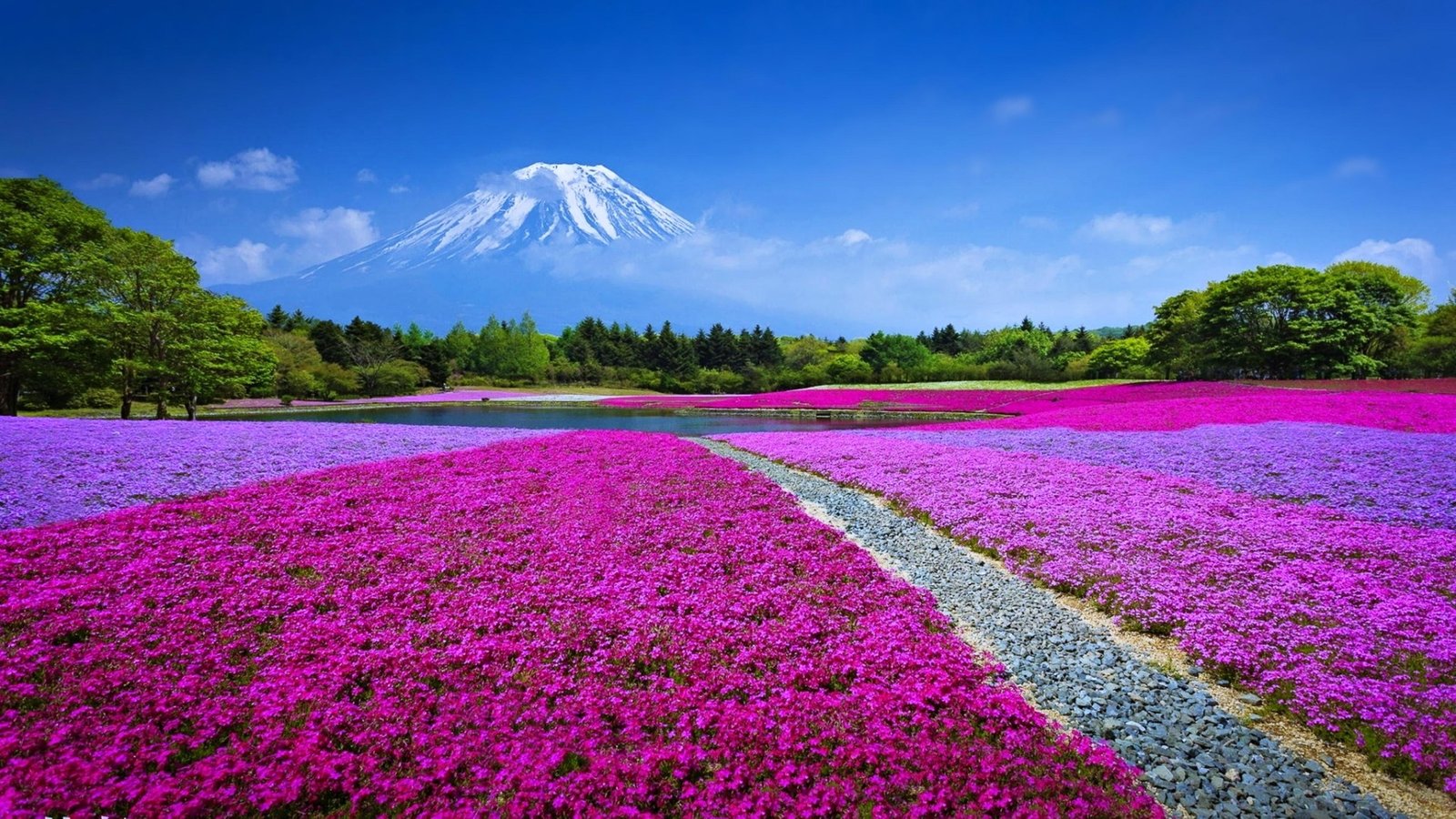 landscape sky clouds meadow grass summer flowers mount fuji 2k 4k