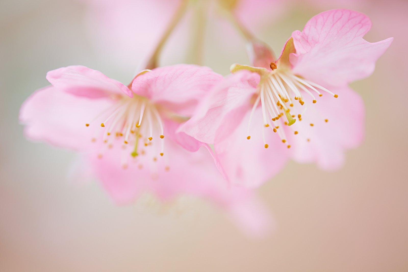 micro photography of pink petaled flowers cherry blossom season 2k 4k 5k